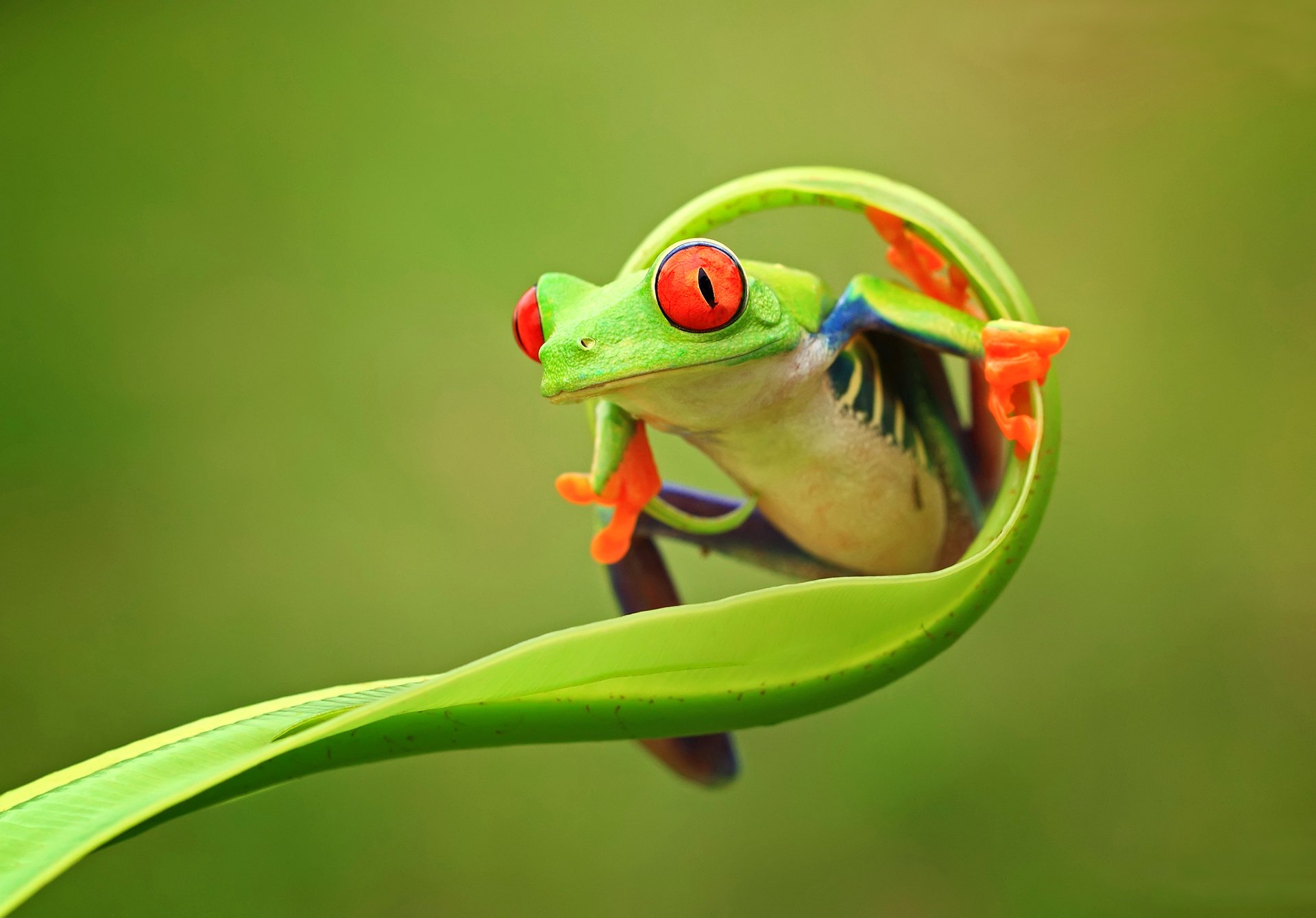 nature animaux vert grenouille yeux pattes tige couleur fond est java province indonésie fond d écran