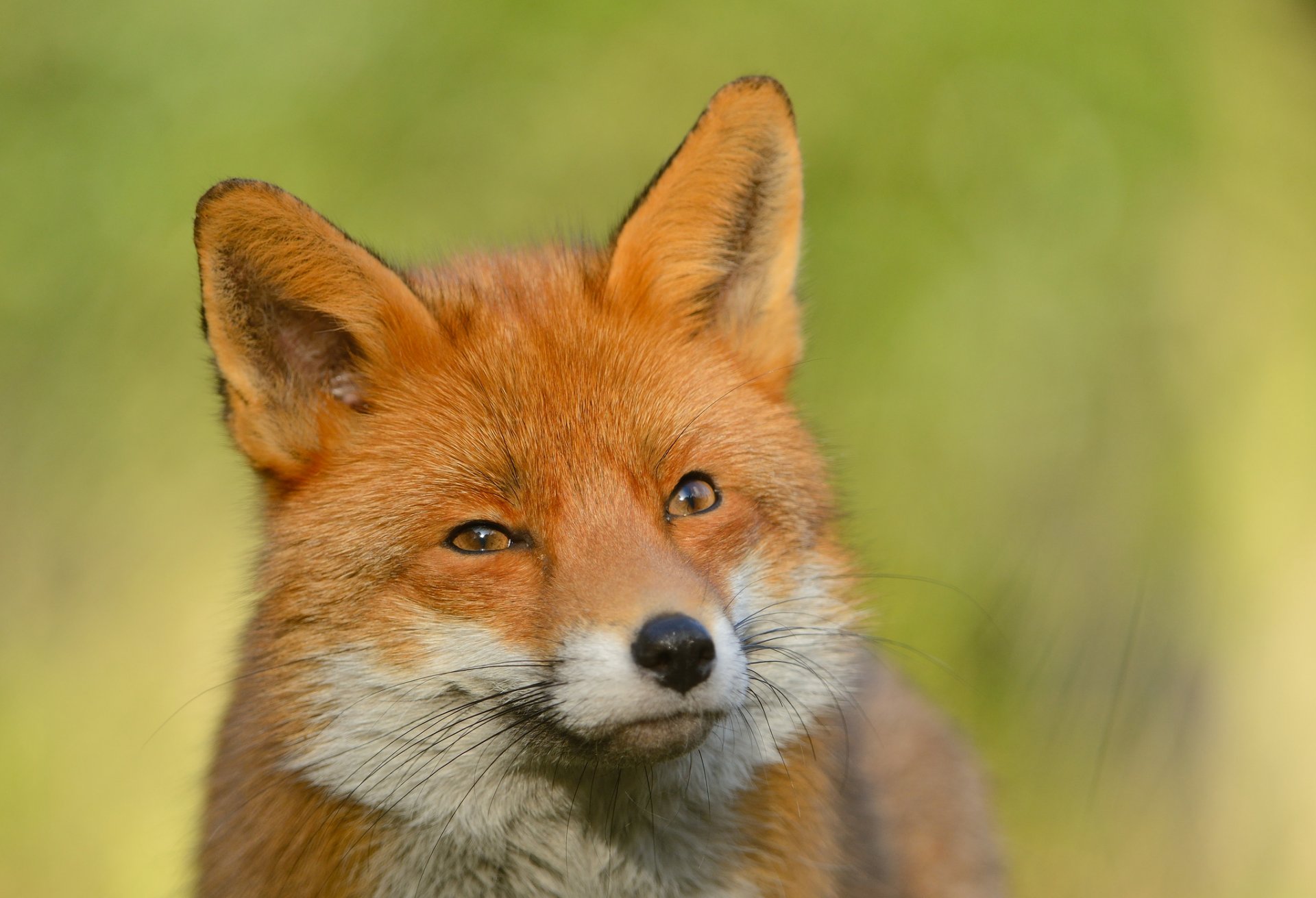 fuchs fuchs schaut blick