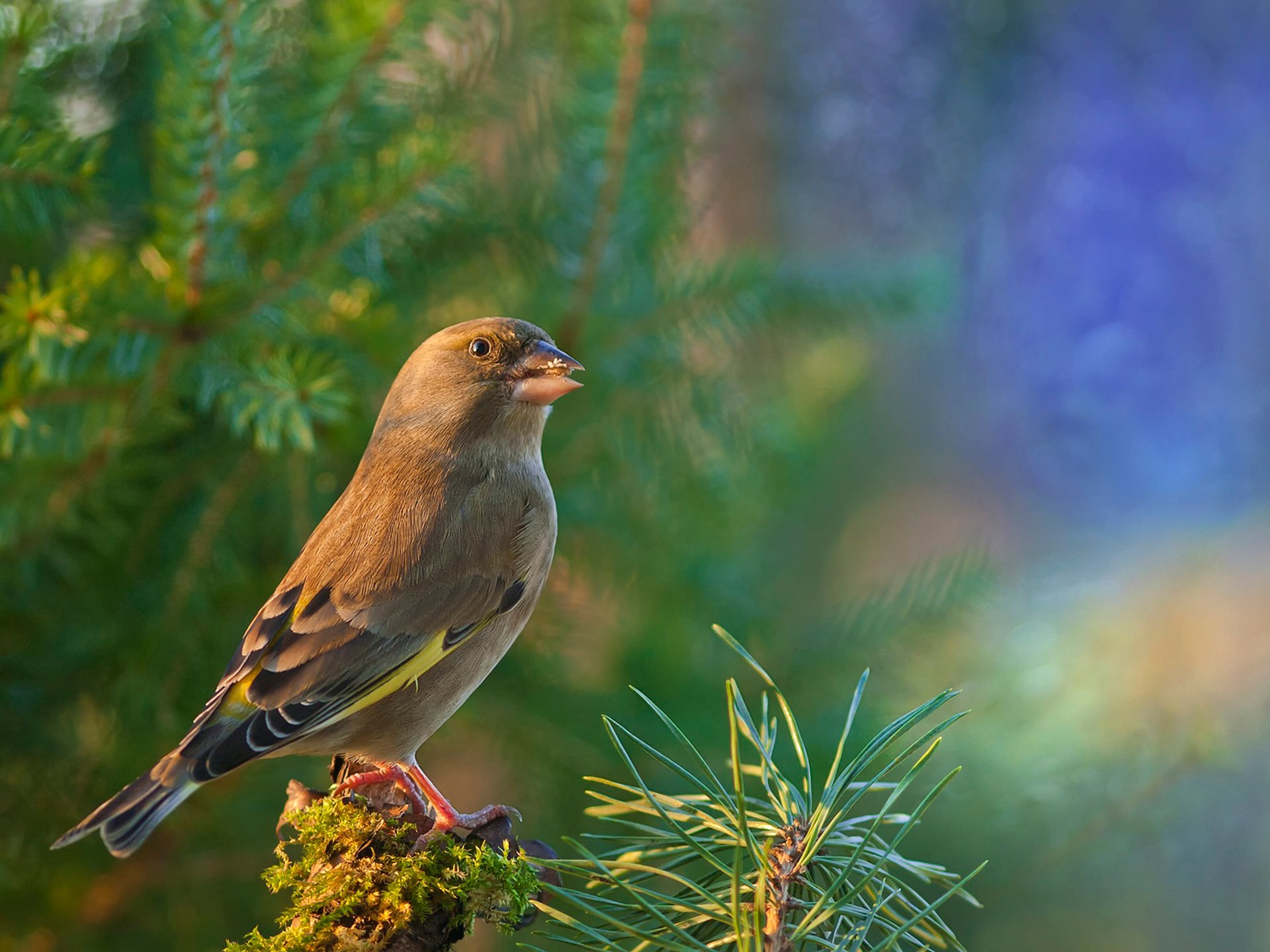 dzwoniec zwyczajny verde común pájaro jilguero