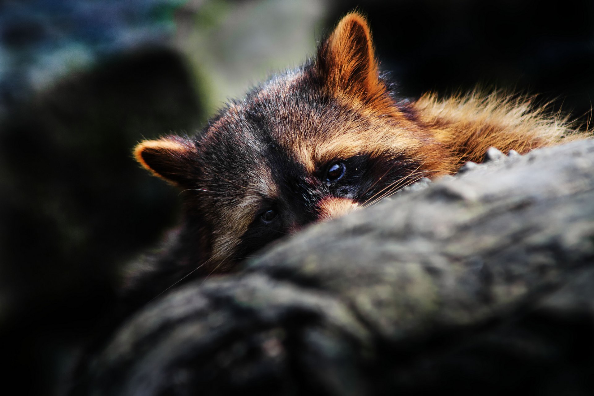 waschbär versteckt maulkorb ohren augen