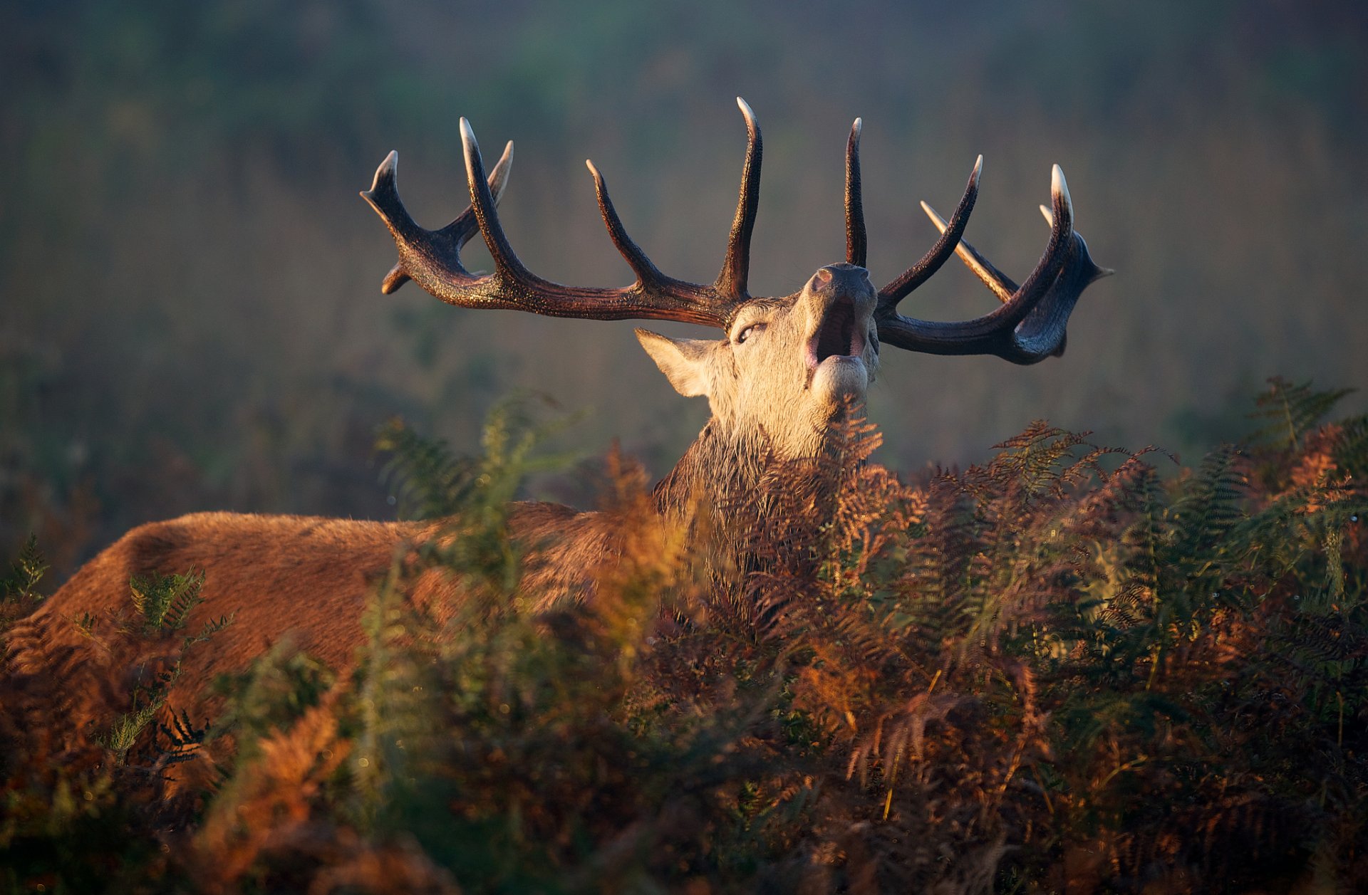 cerf bois fougère