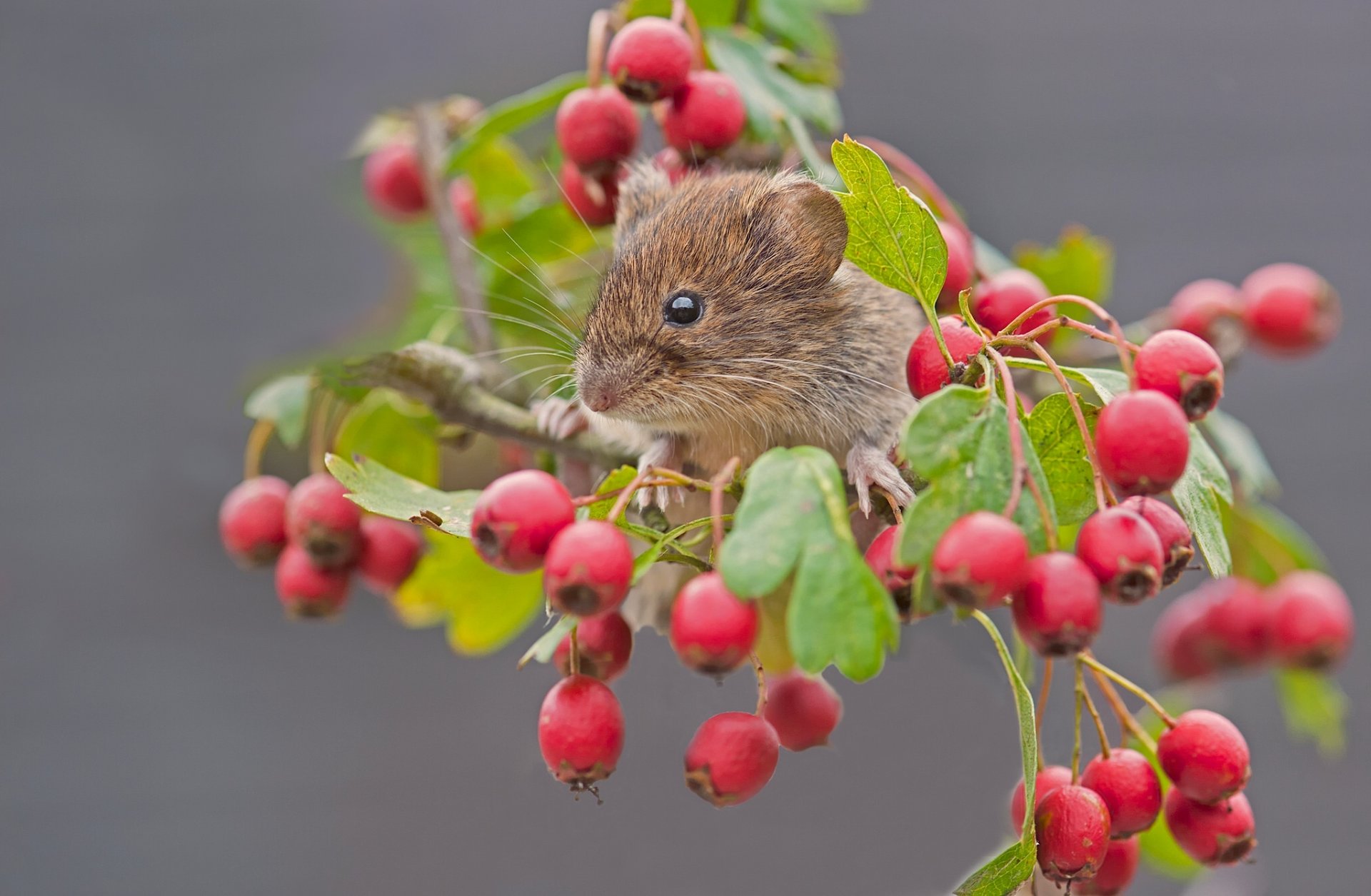 campagnol rouge souris rongeur baies aubépine branche gros plan