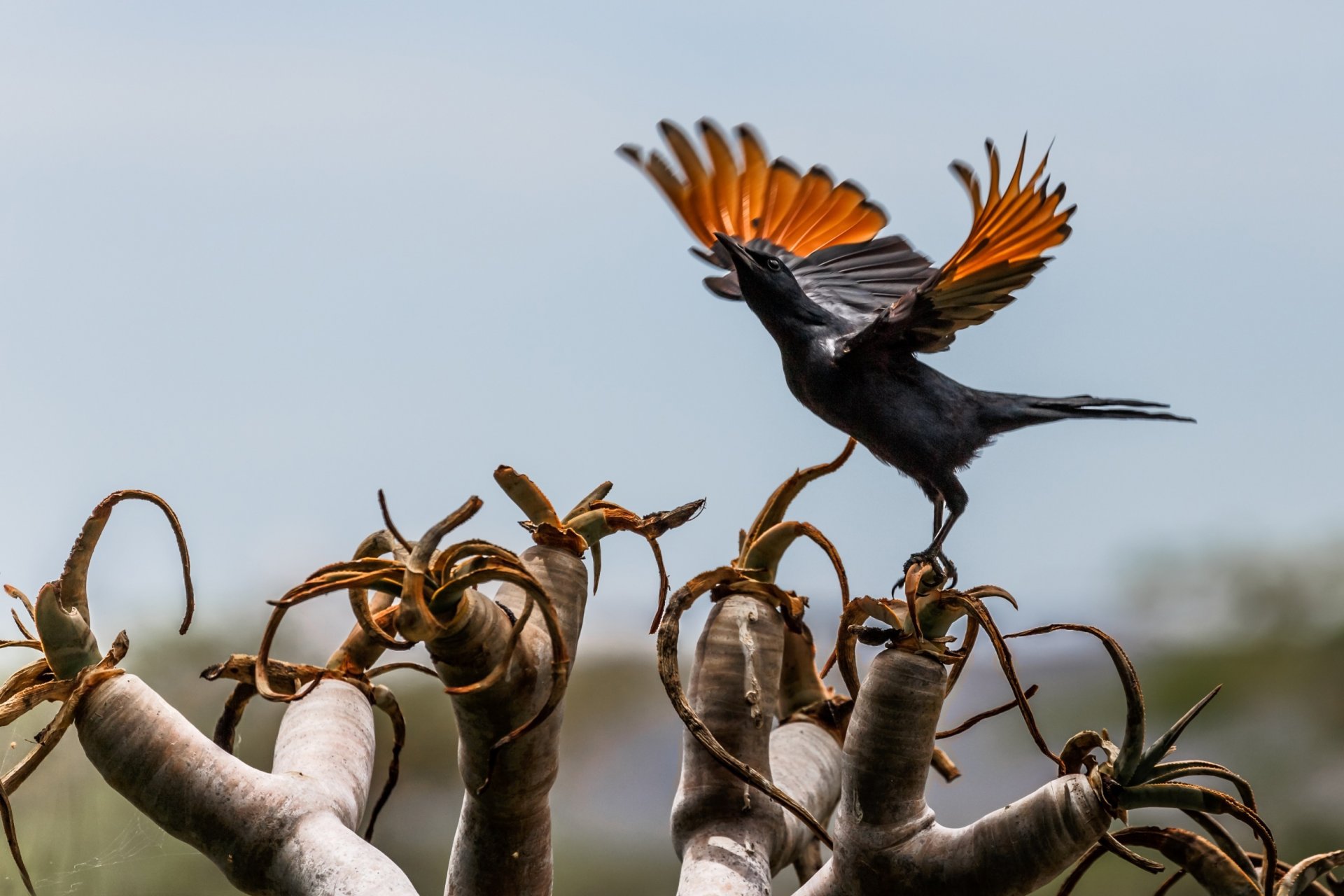 vogel flügel schwingen afrika