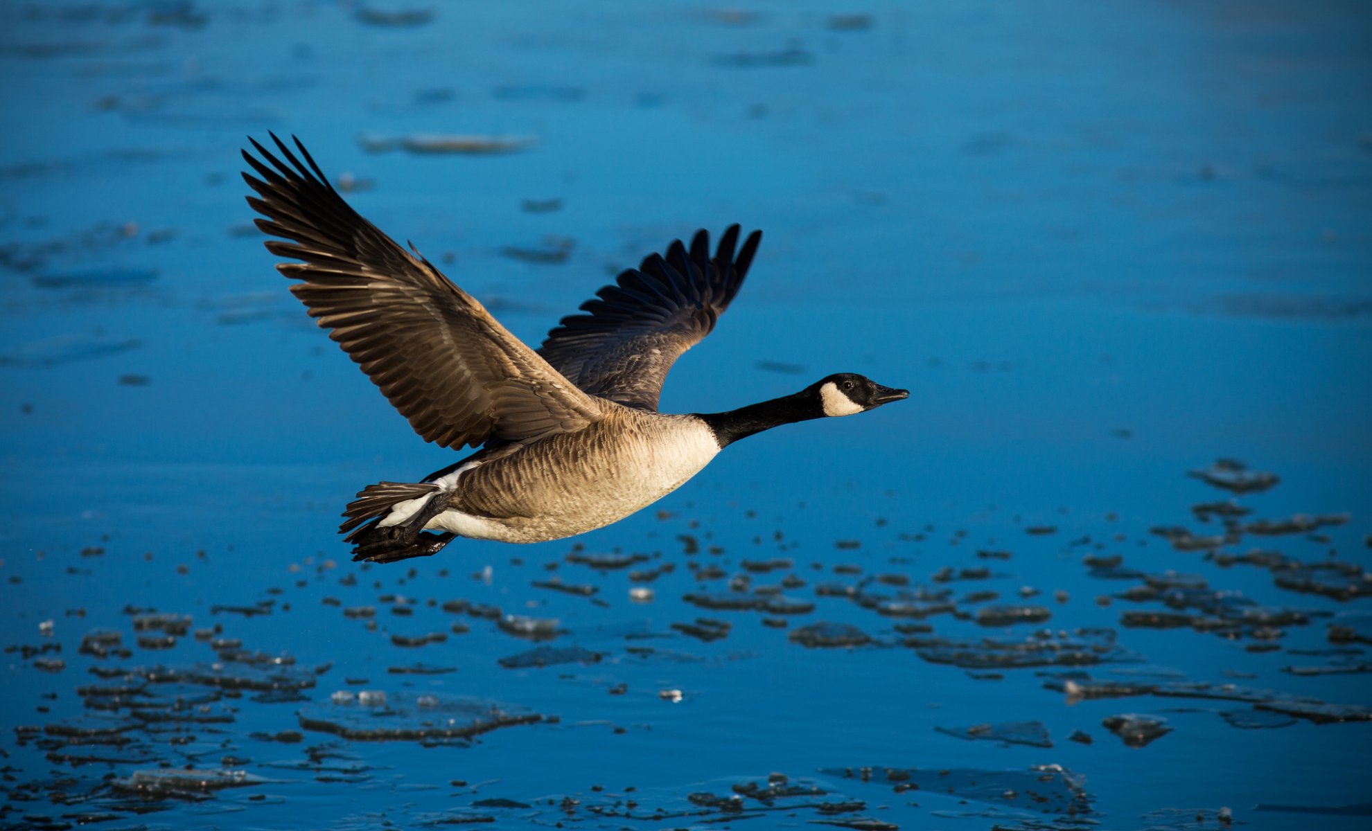 vogel ente flügel freiheit wasser