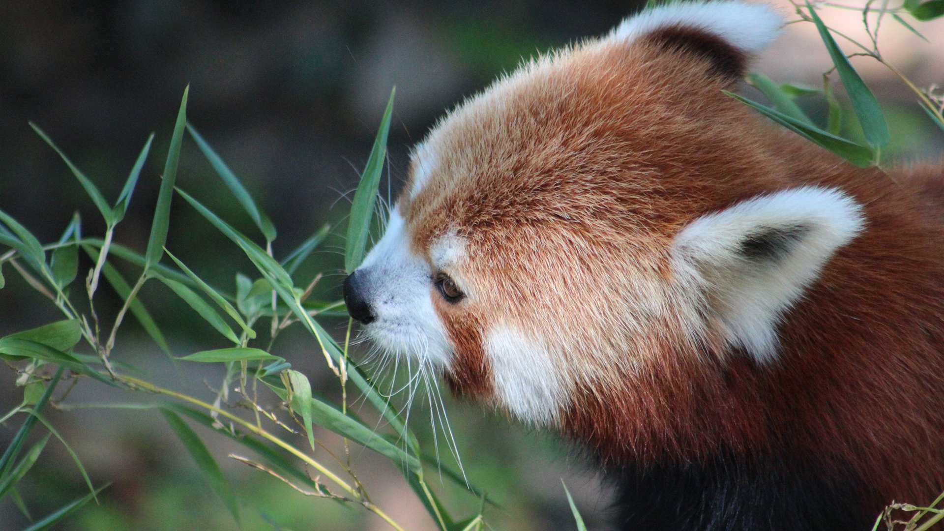 petit rouge panda plantes feuilles