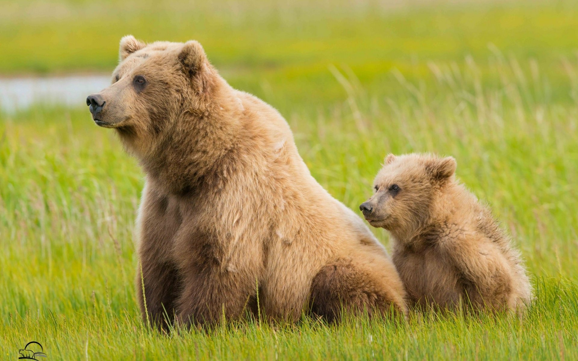 clark lake national park alaska bären bär bär gras