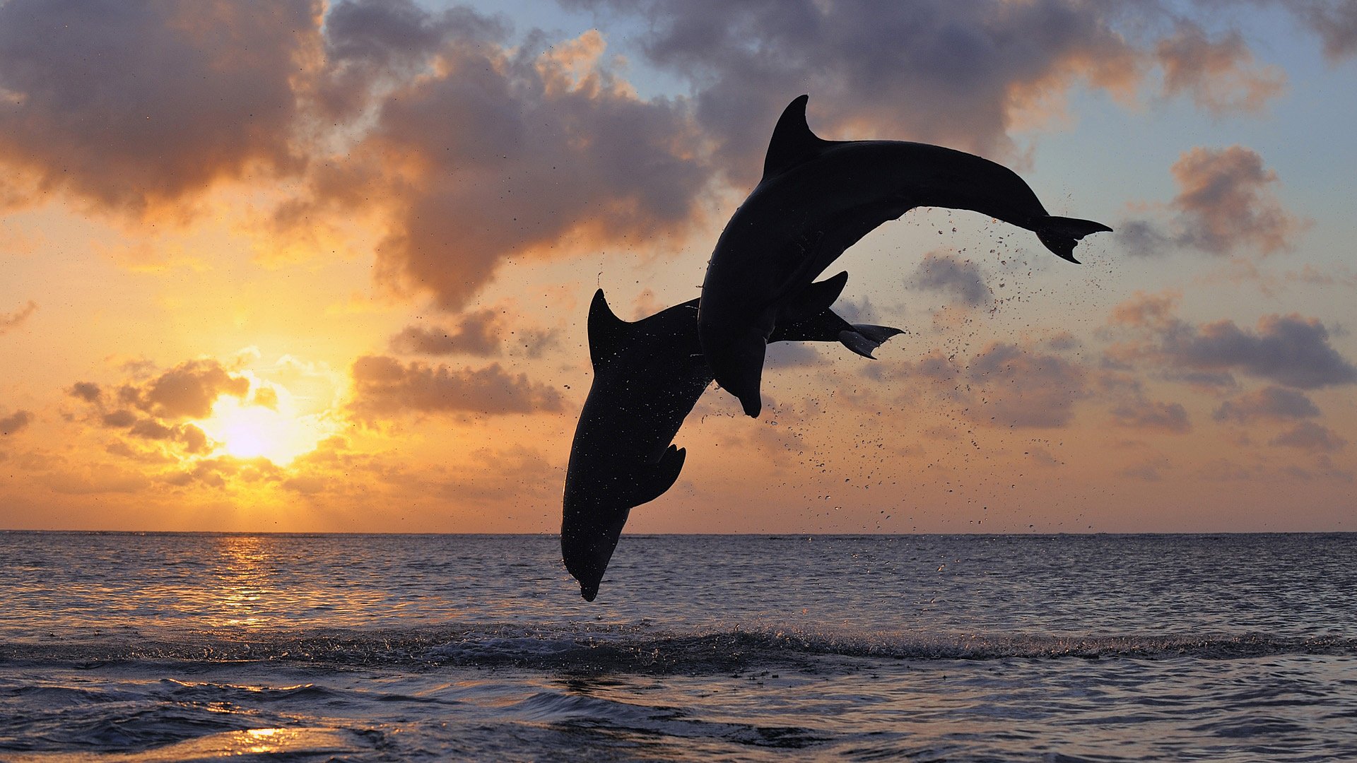 delfines pareja salto cuerpo silueta mar distancia amanecer horizonte cielo paisaje