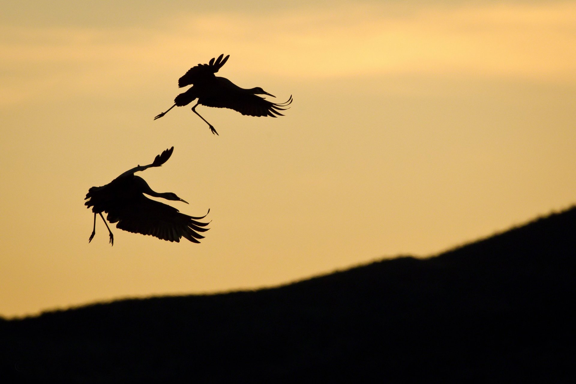 oiseaux couple cigogne silhouettes pente ciel