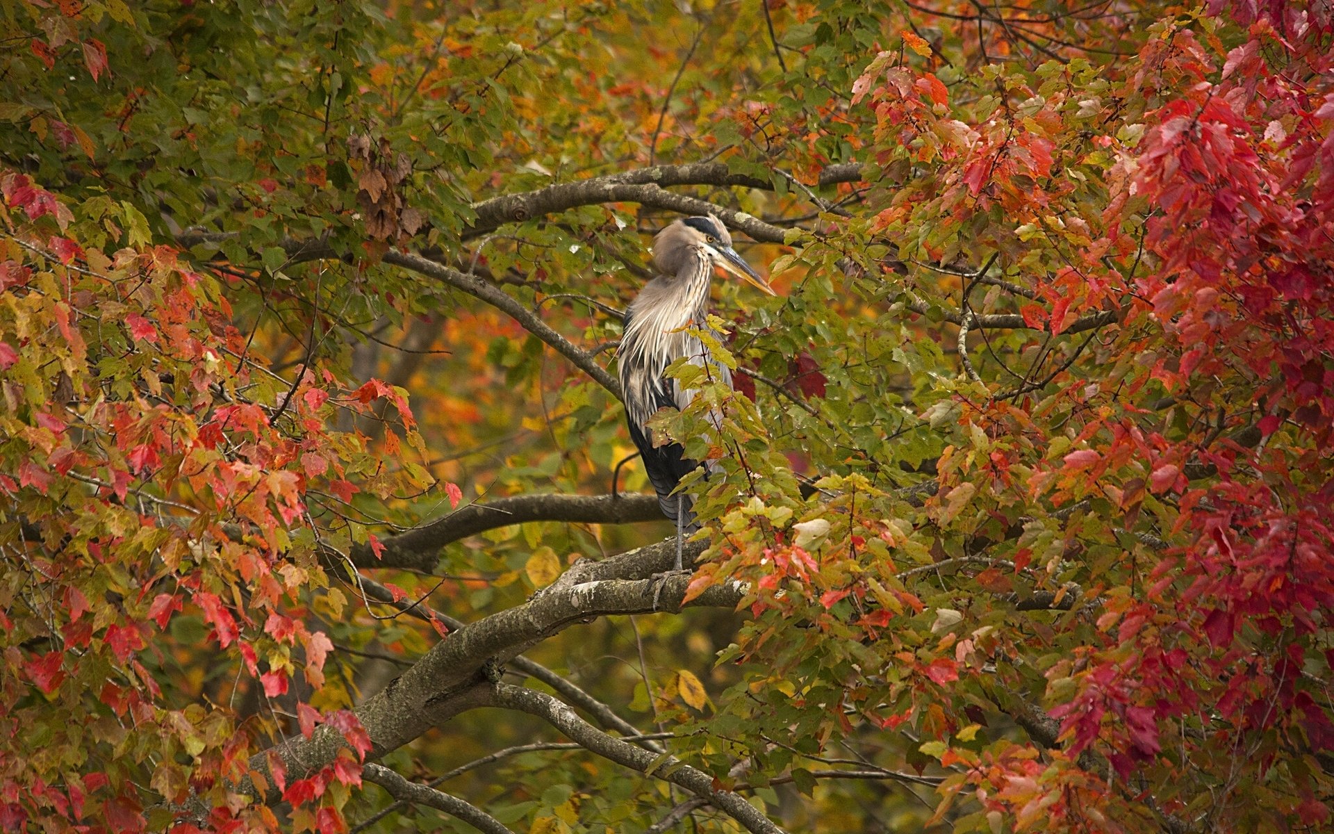 airone grigio uccello albero rami fogliame autunno