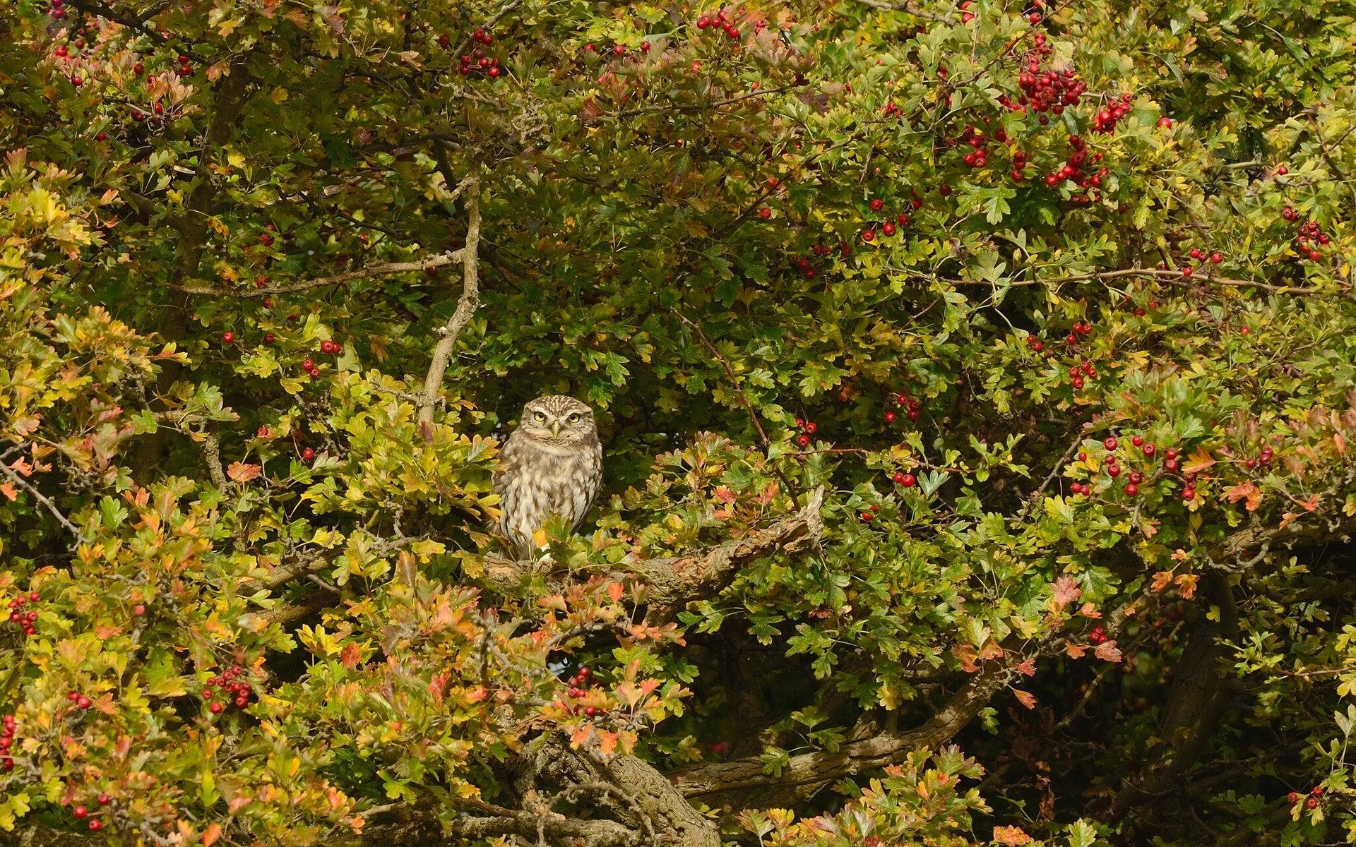 gufo domestico gufo uccello albero biancospino