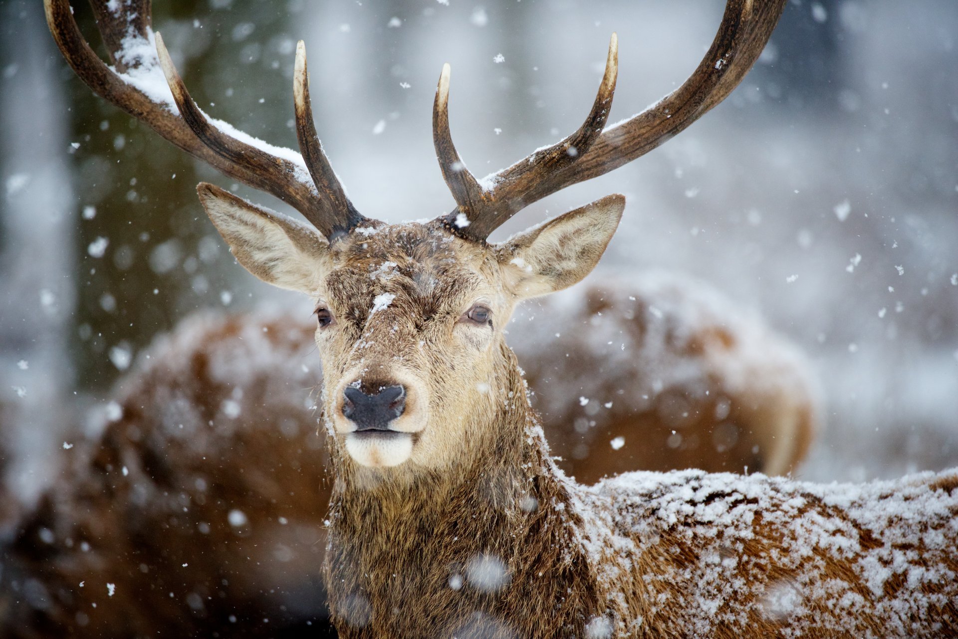 cerf bois neige