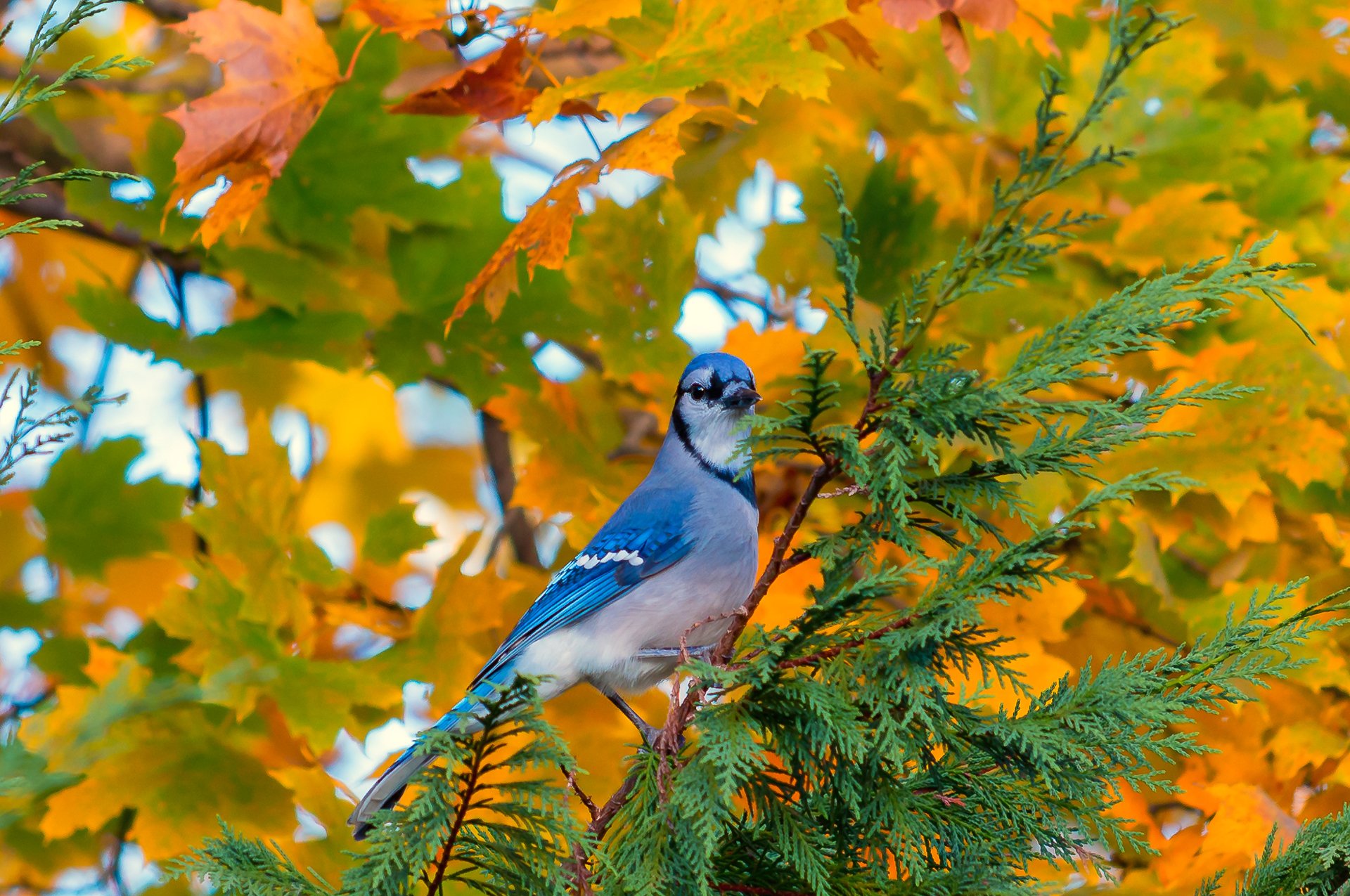 poultry tree branch leaves autumn