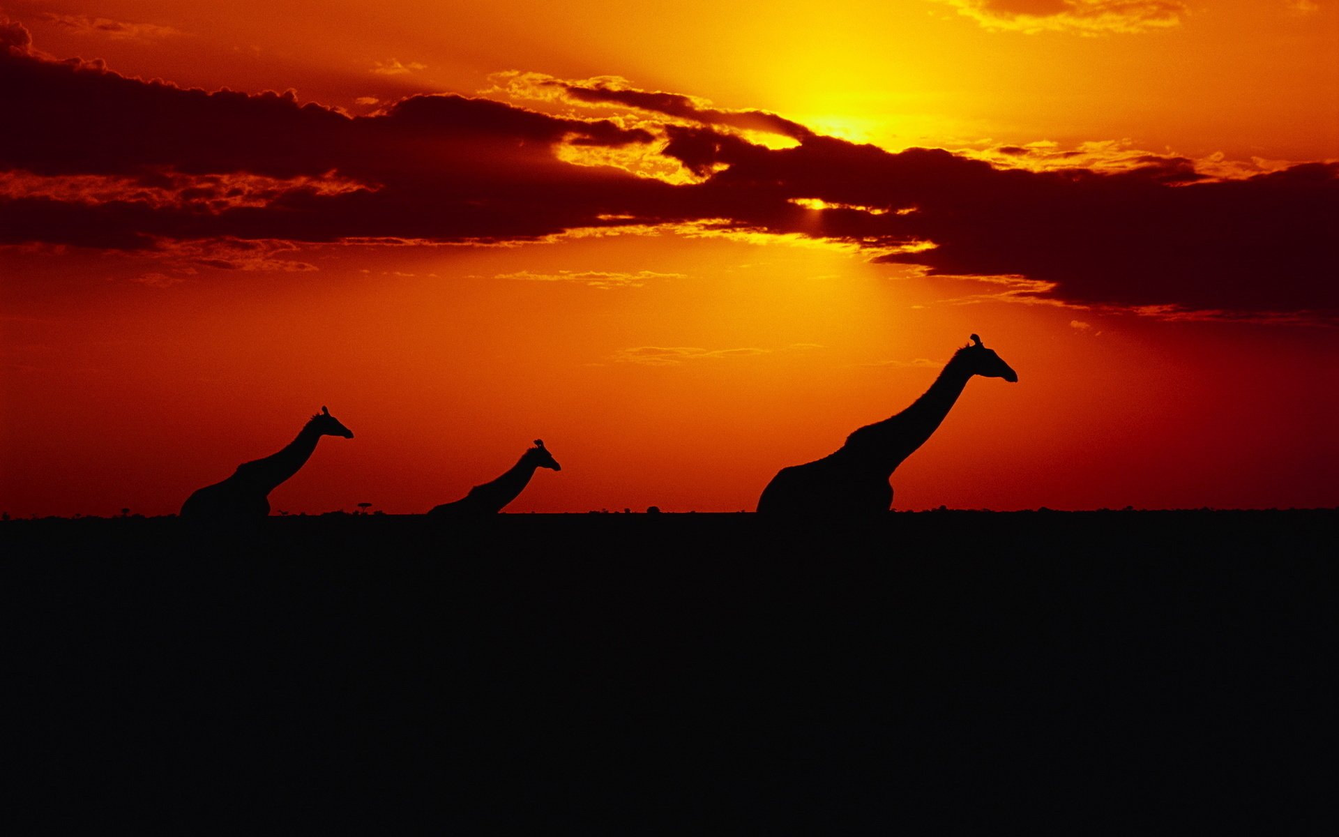 giraffes sunset sun sky