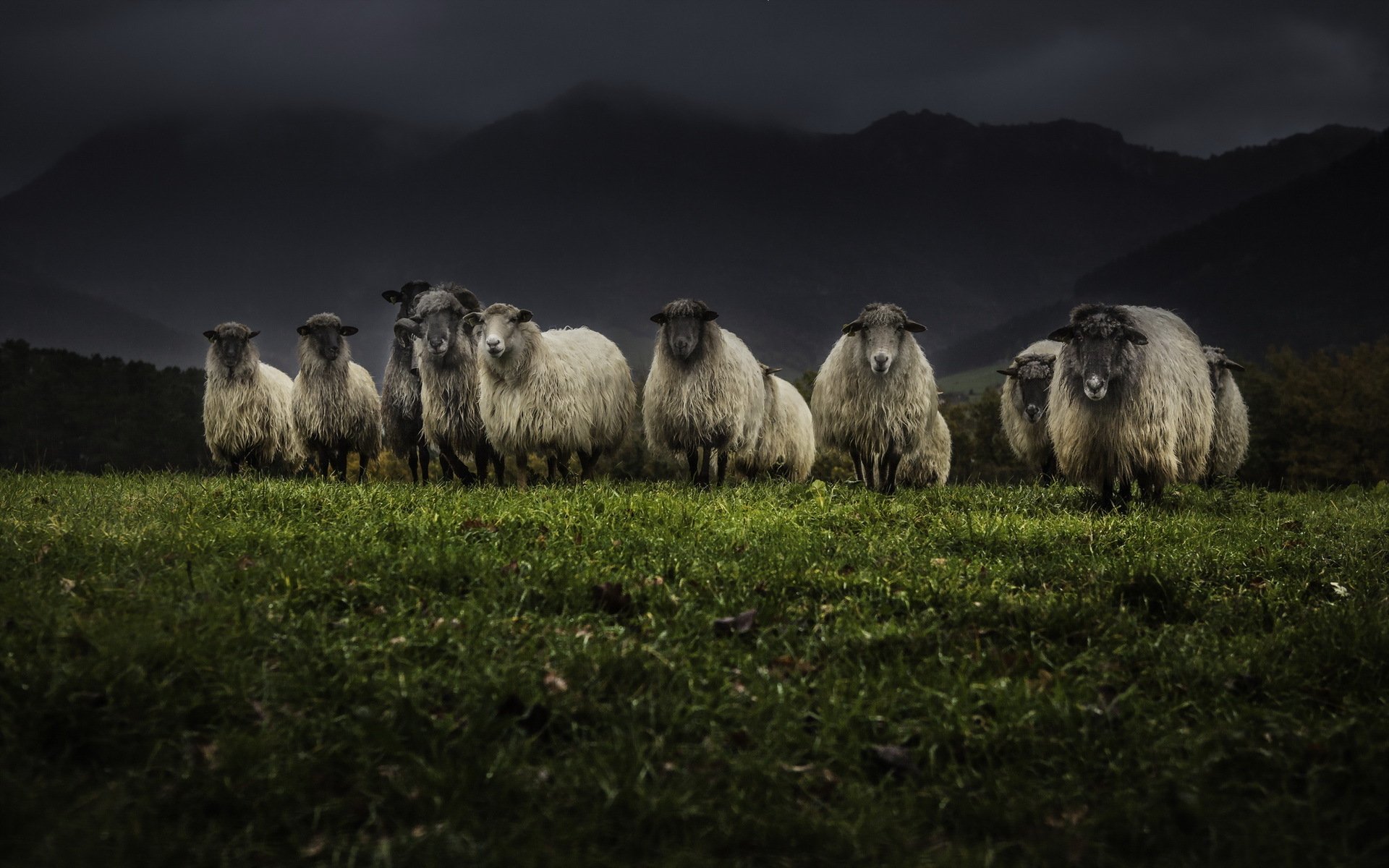 ovejas noche naturaleza