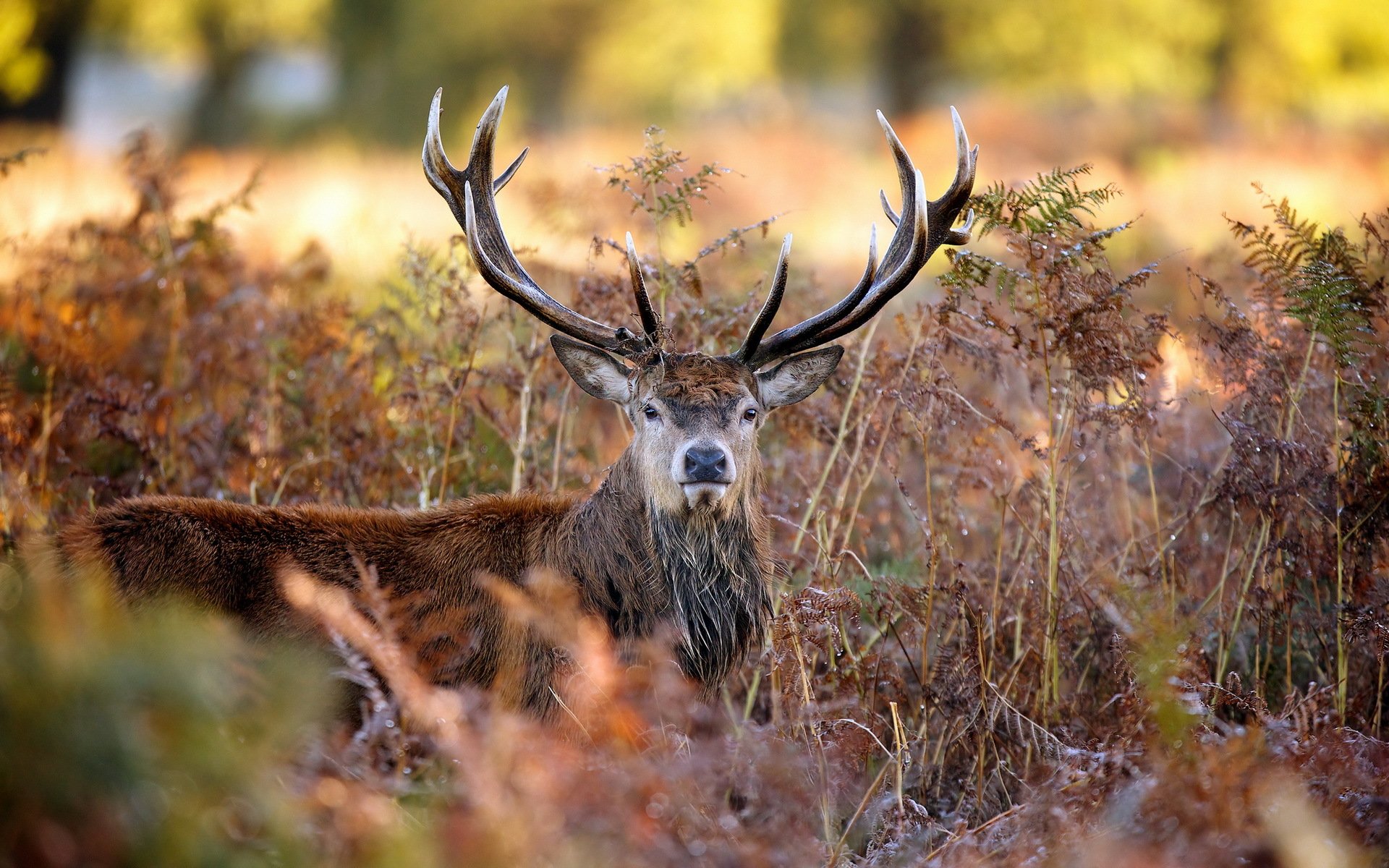 hirsch natur herbst