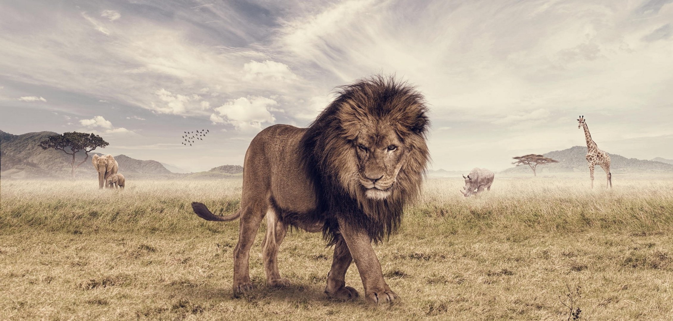 könig der löwen photoshop josua amenyo savanne löwe tier elefant nashorn giraffe