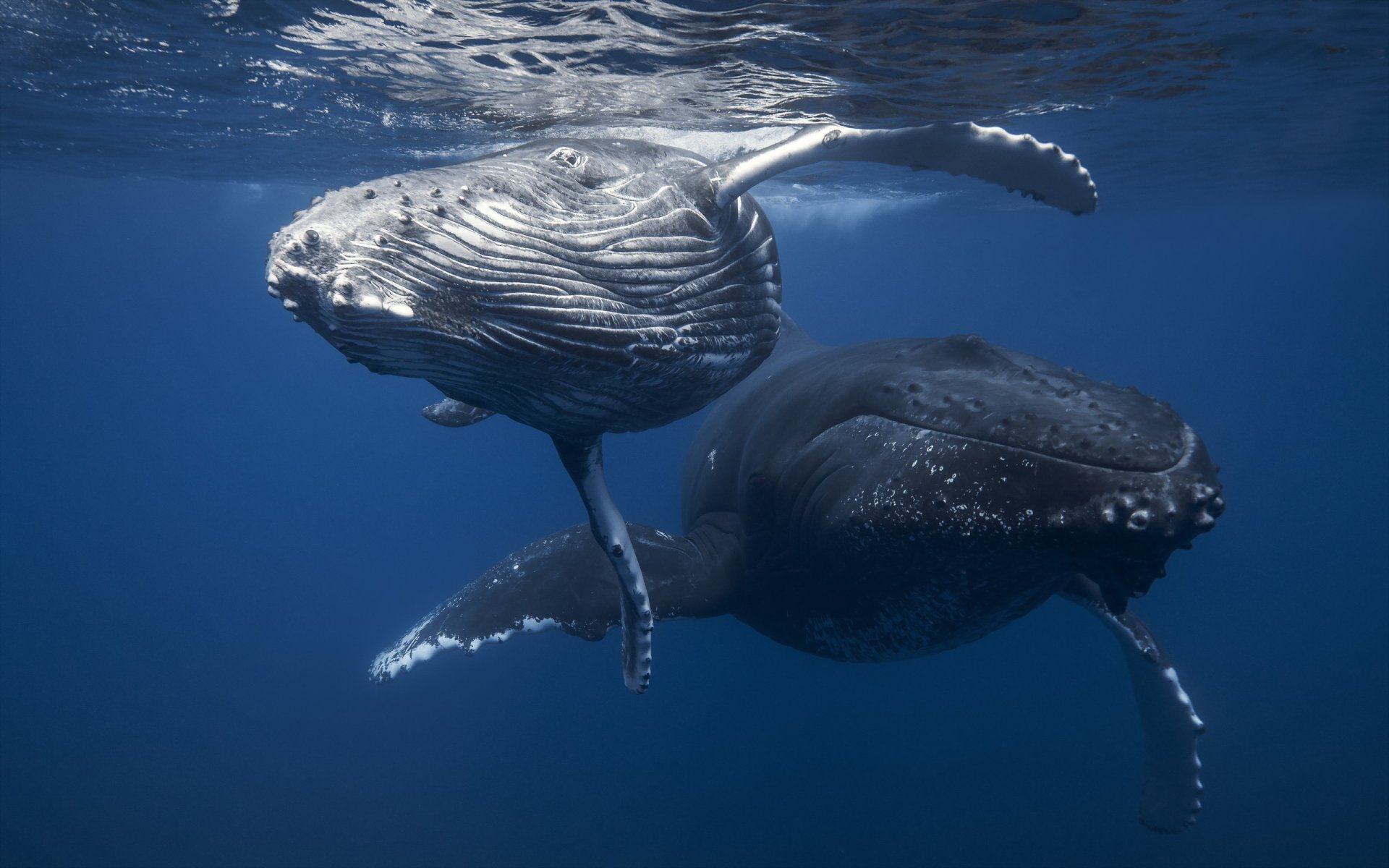 whales sea nature