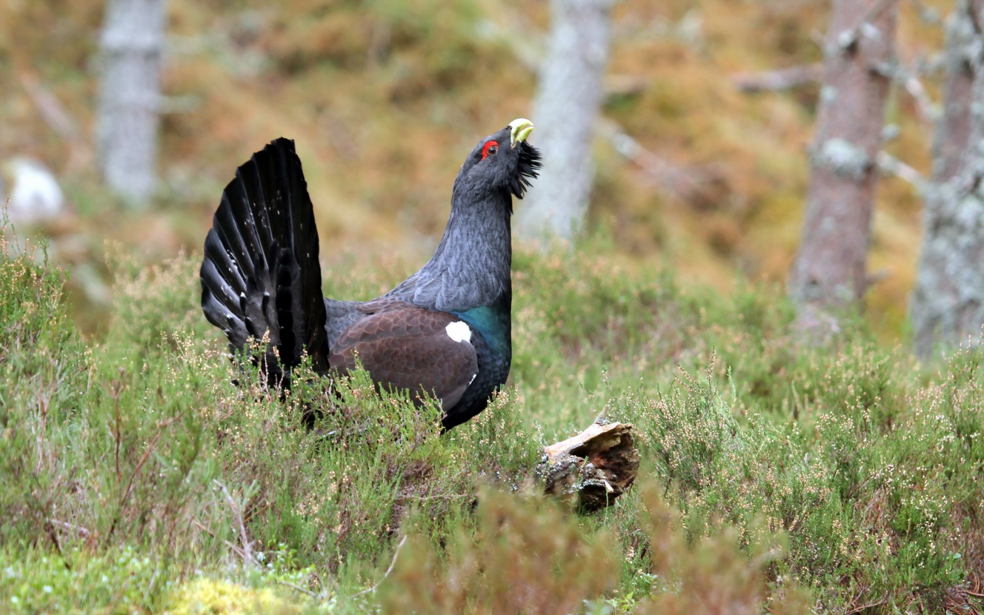 vogel vogel natur