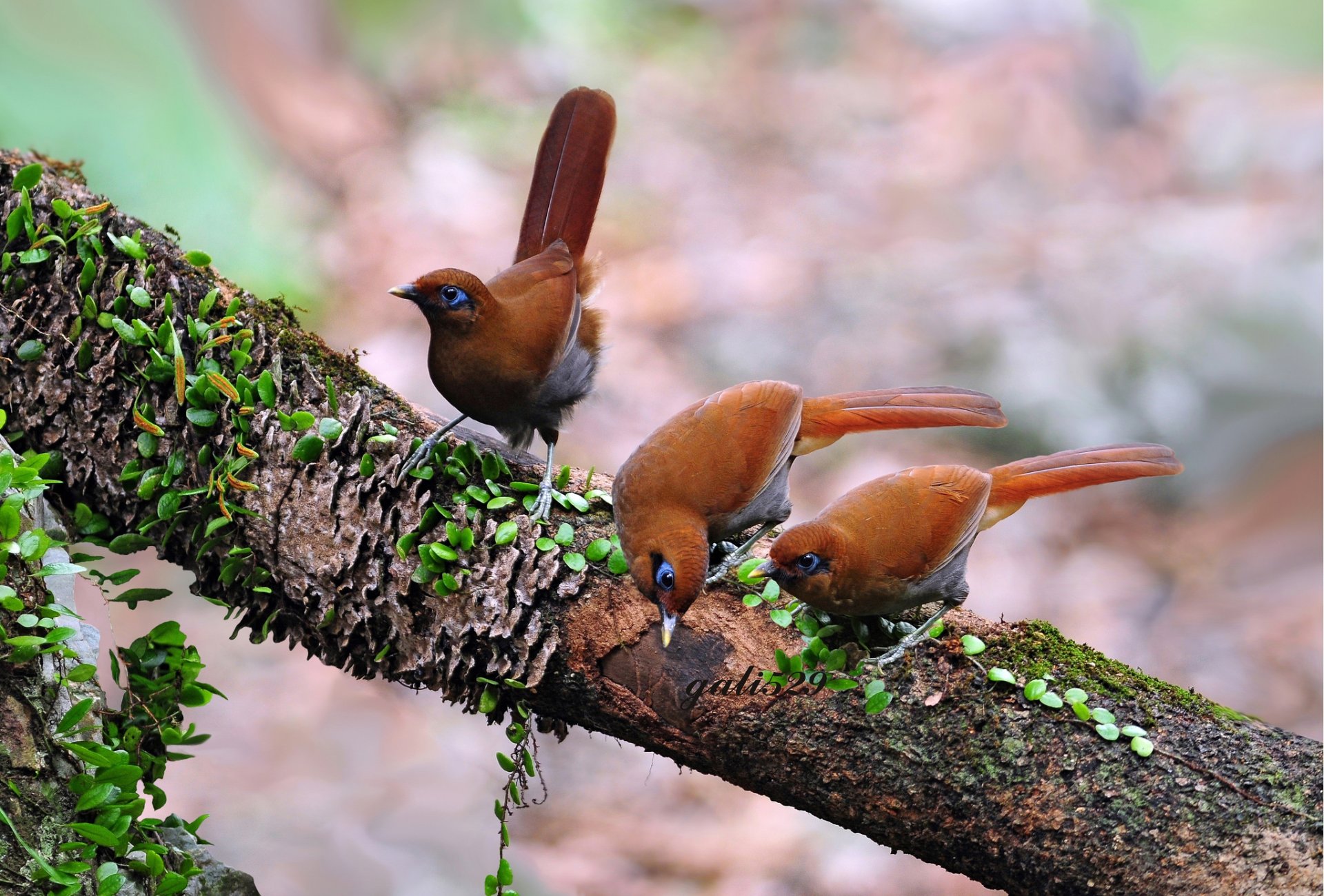 árbol rama pájaros tres fondo