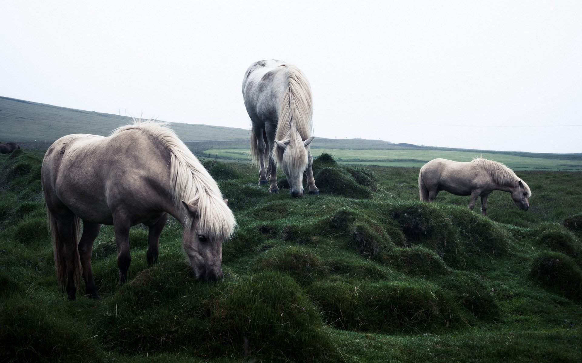 pferde feld natur