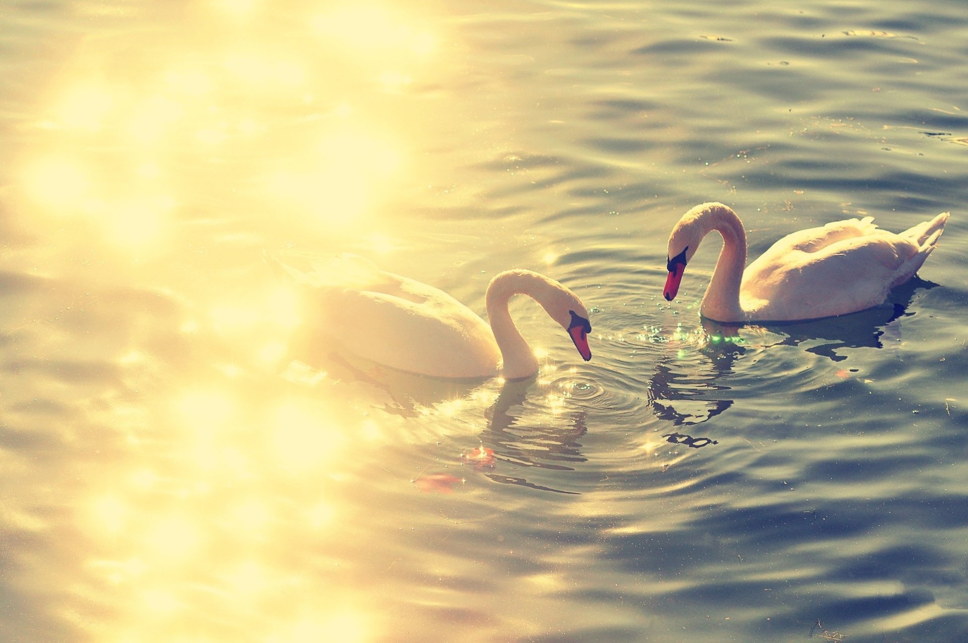 lac cygne oiseaux cygnes