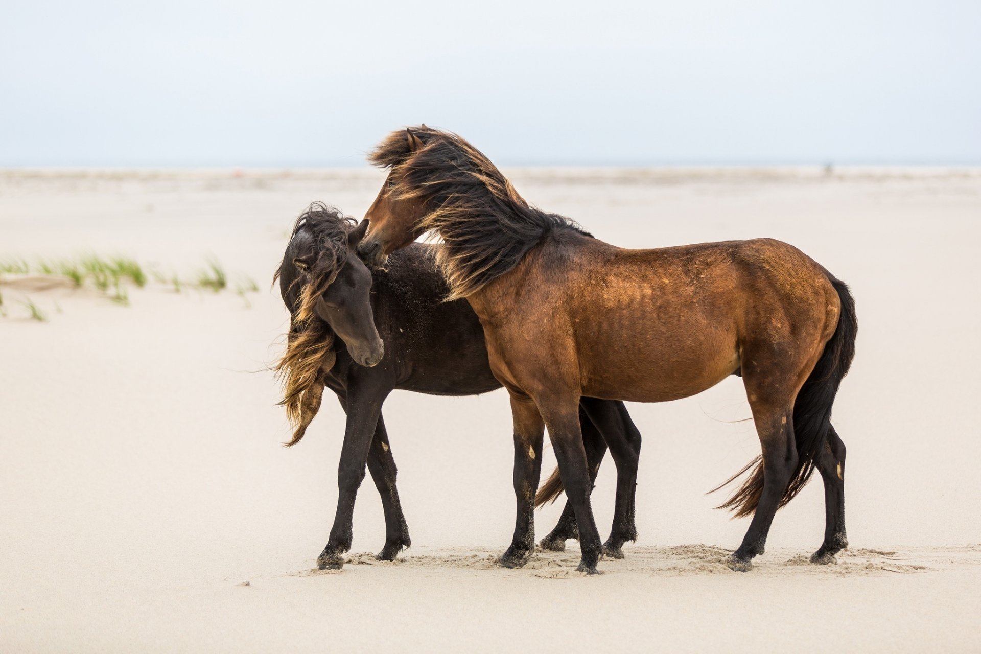 chevaux chevaux couple belette amitié crinière vent sable