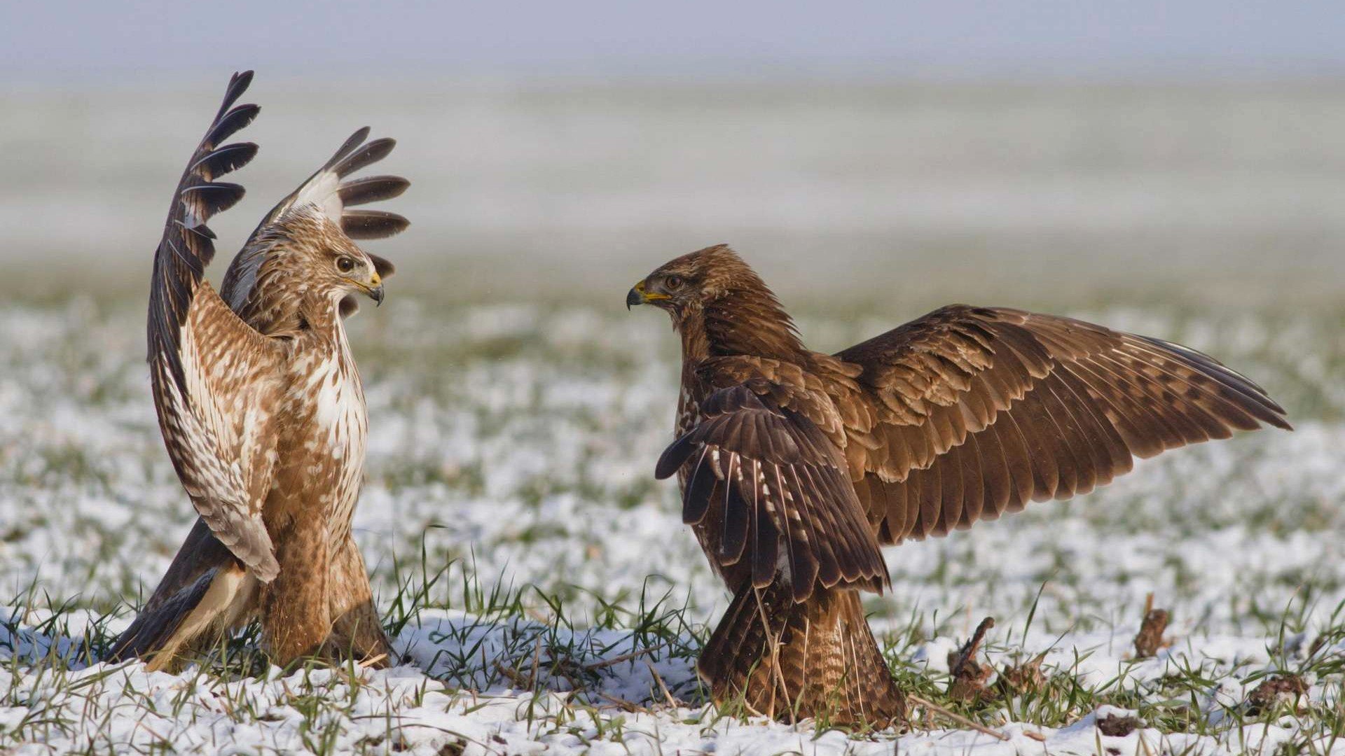 faucon oiseau champ ciel ailes danse