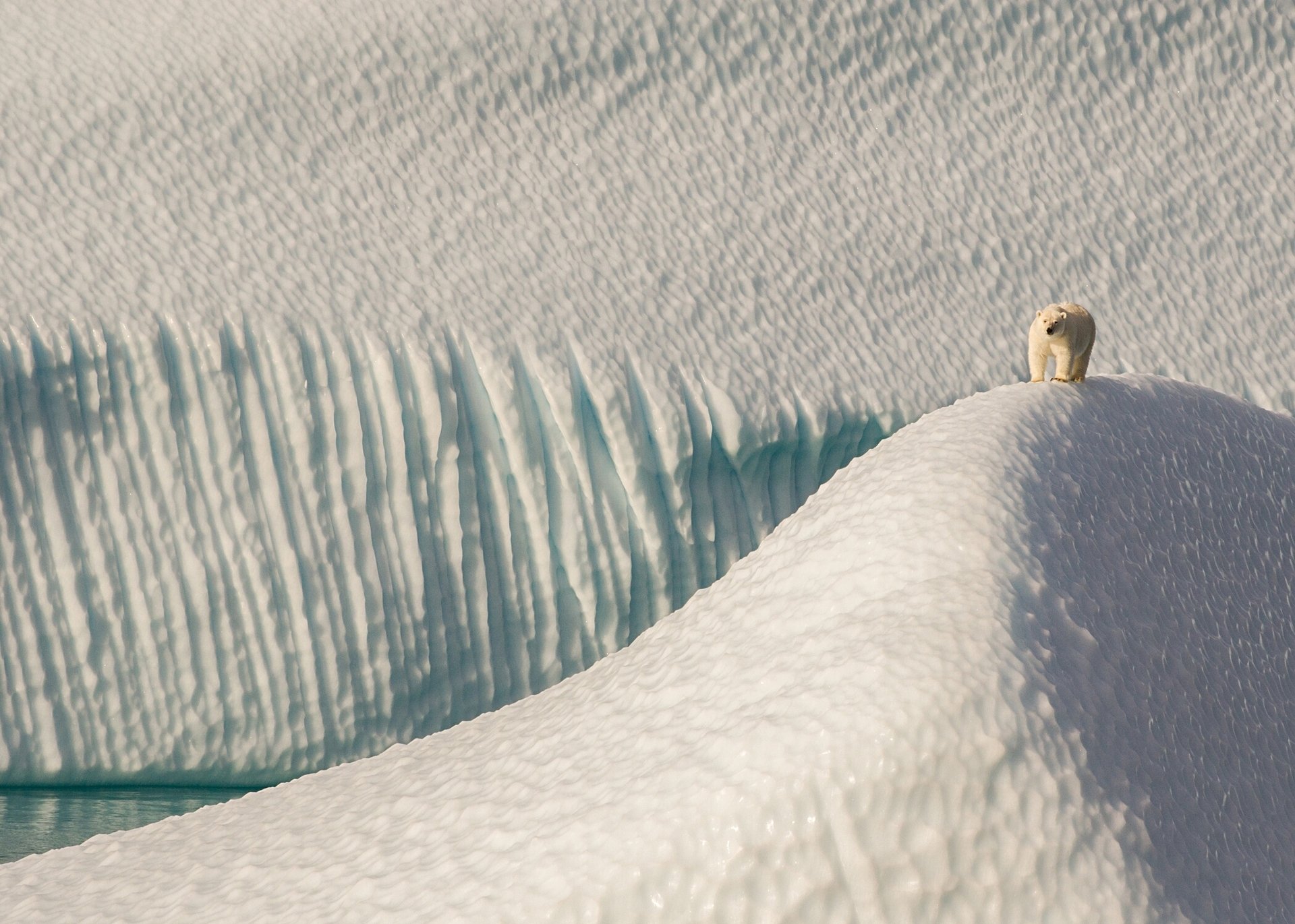 eisbär sonnenfinsternis sound nunavut kanada eisberge eisschollen