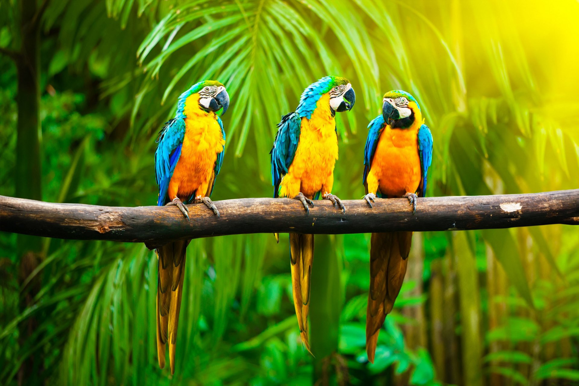 parrots color color trio branch jungle light