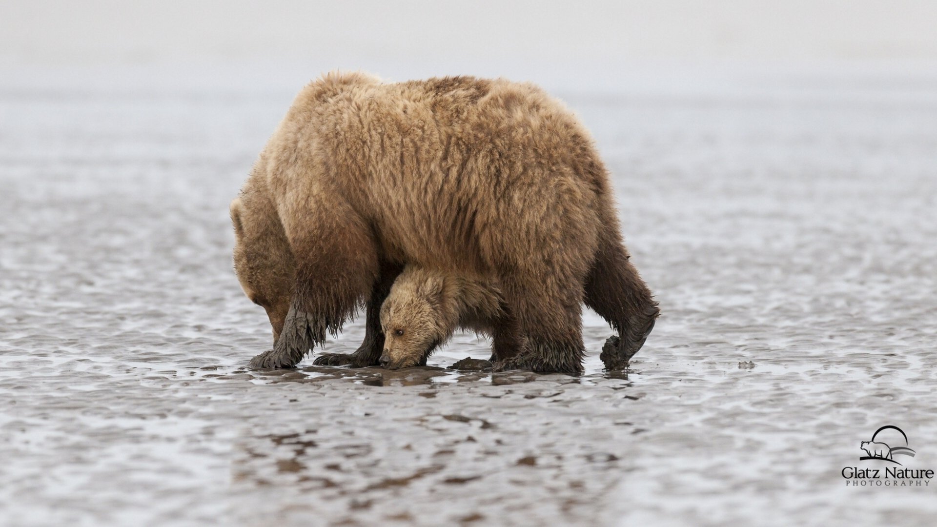 parc national du lac clark alaska ours ourse ourson