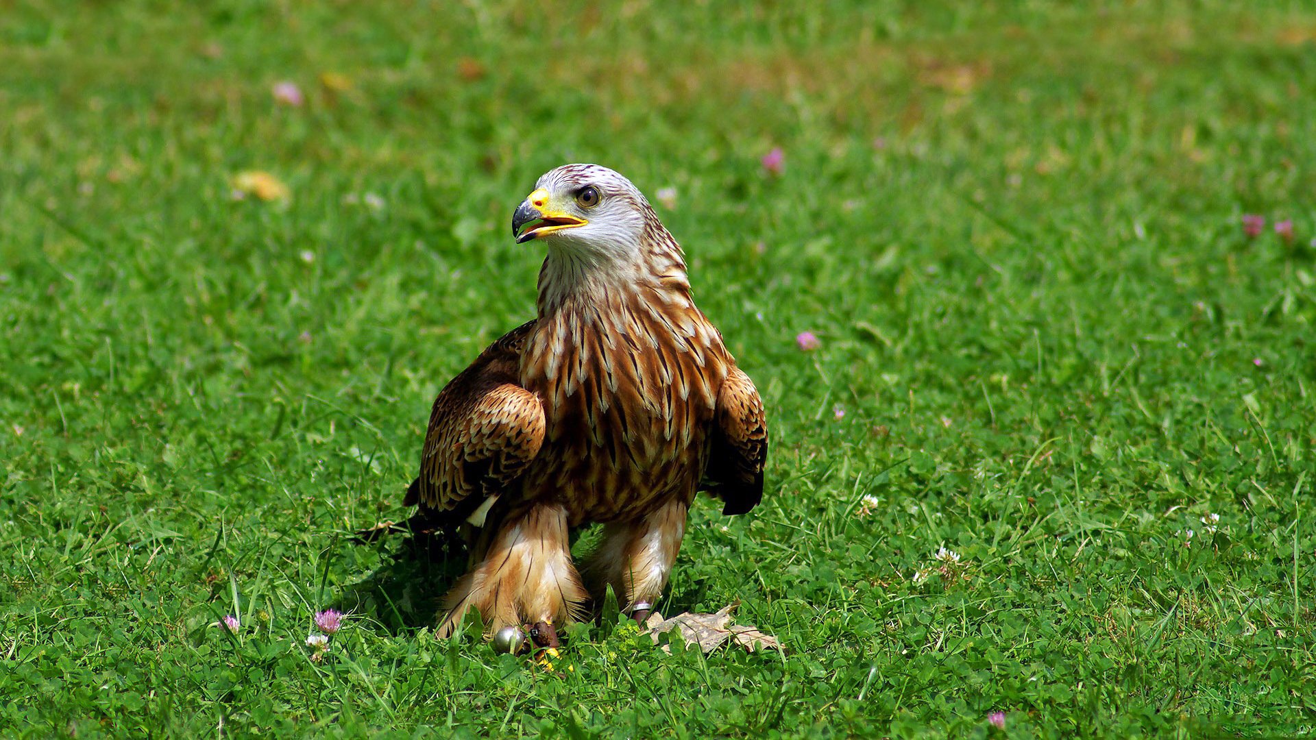 fond herbe oiseau prédateur bec griffes