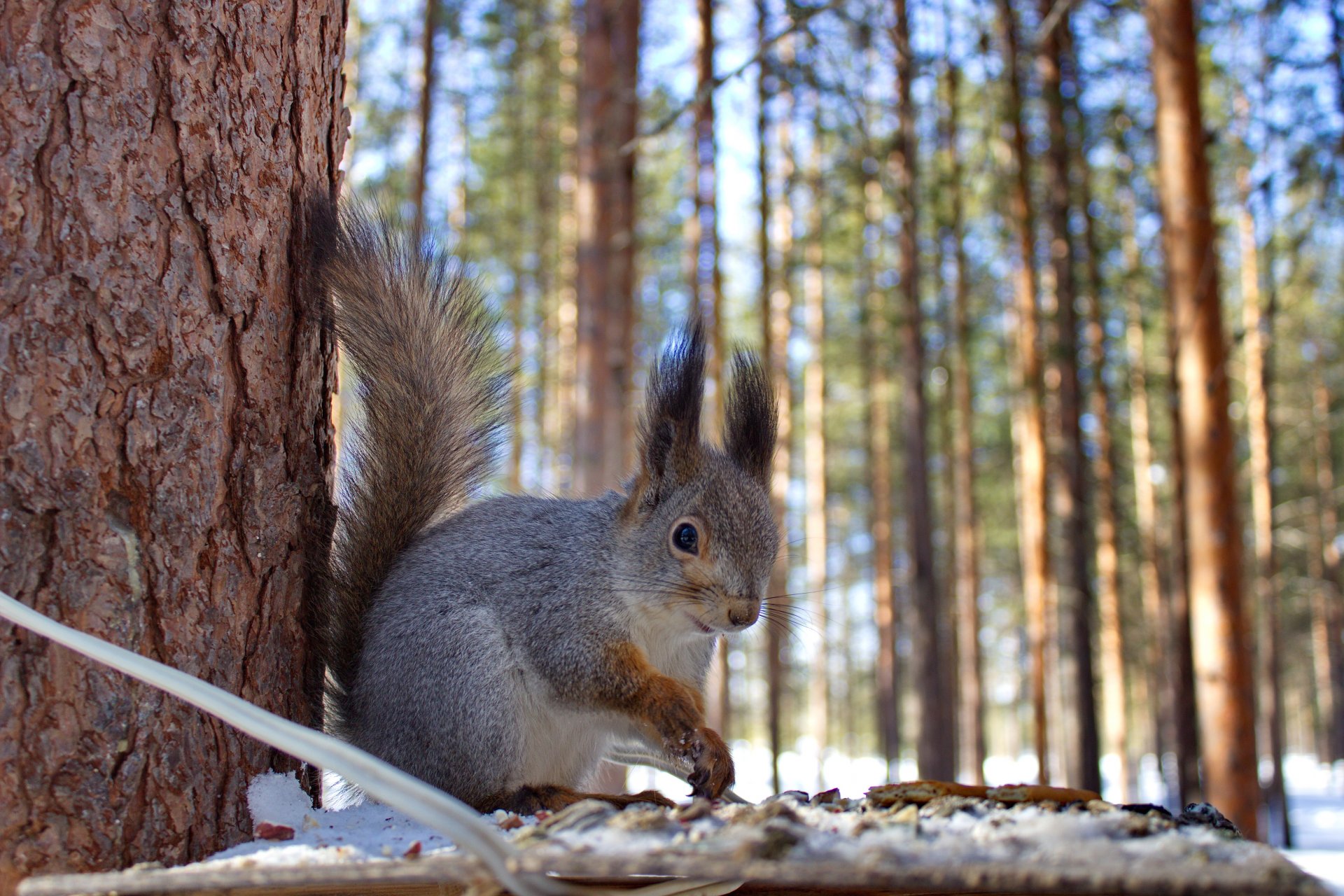 forêt hiver nature écureuil mangeoire animaux écureuil