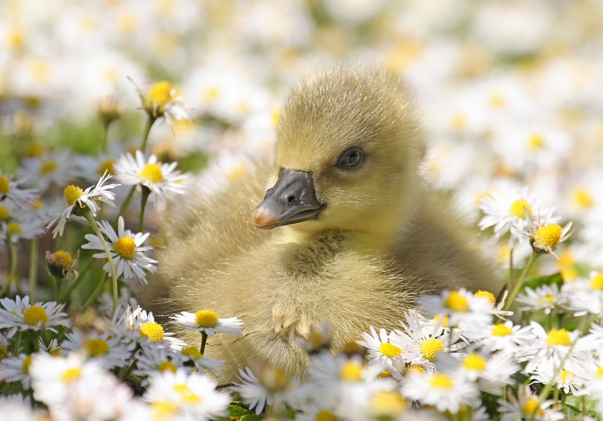 gänse küken gänseblümchen blumen