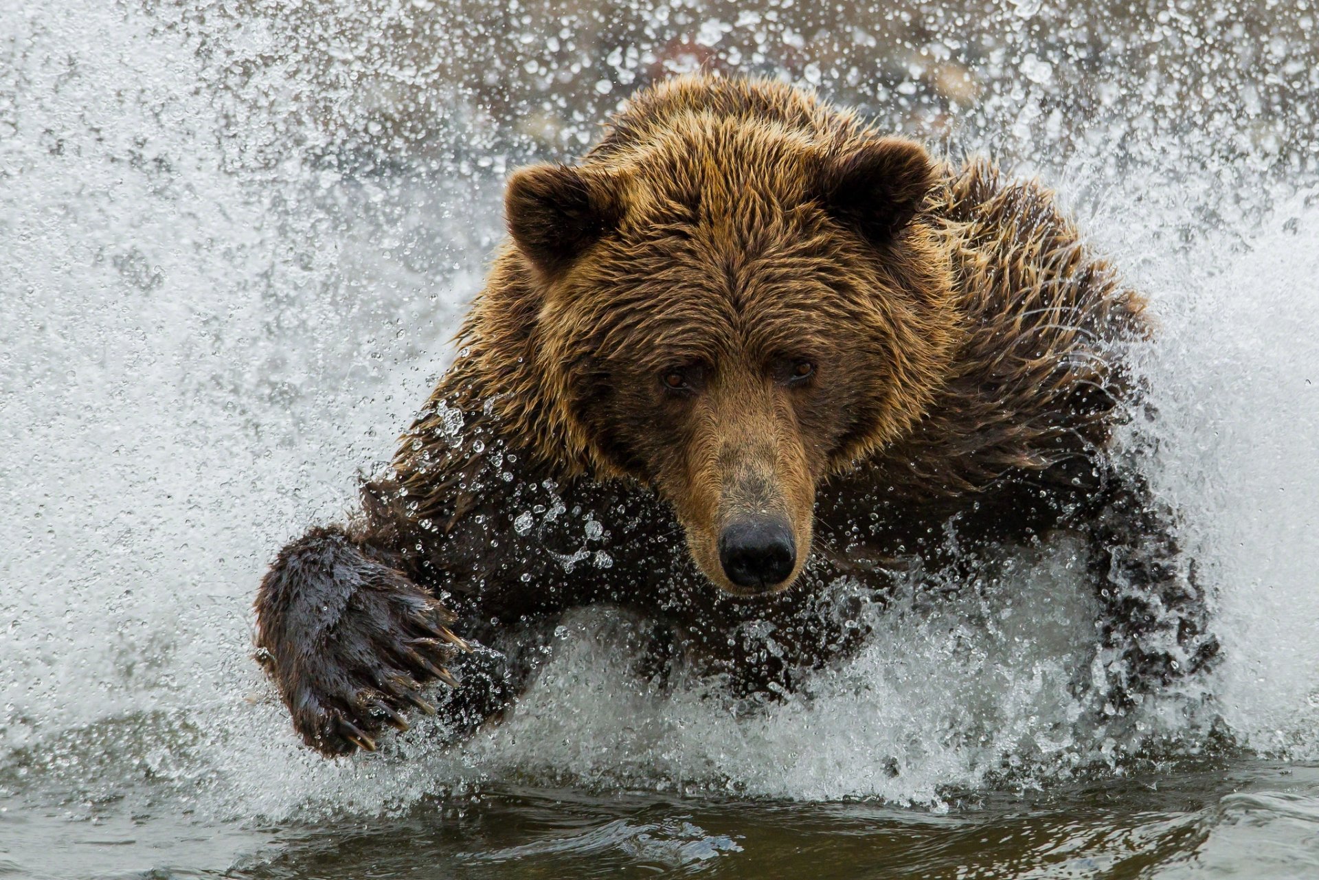 orso marrone orso acqua schizzi