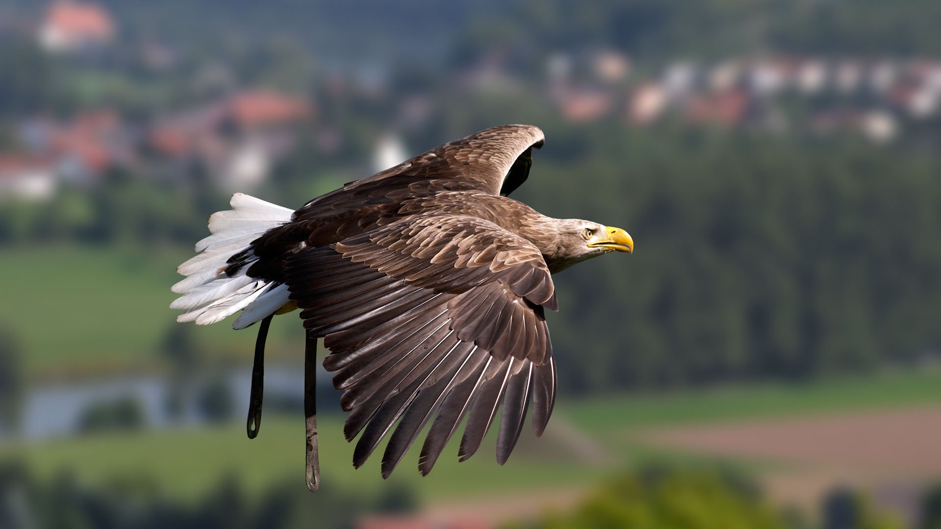 uccello volo aquila ali