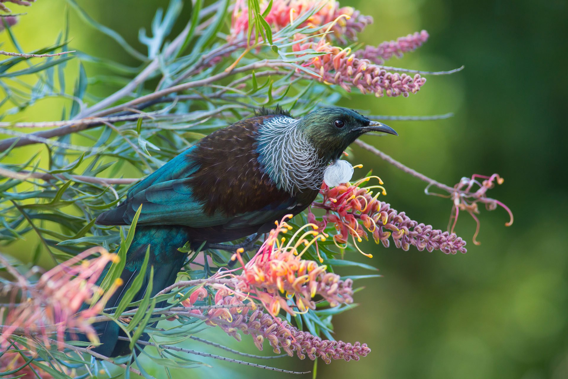 pájaro ramas flores primavera naturaleza