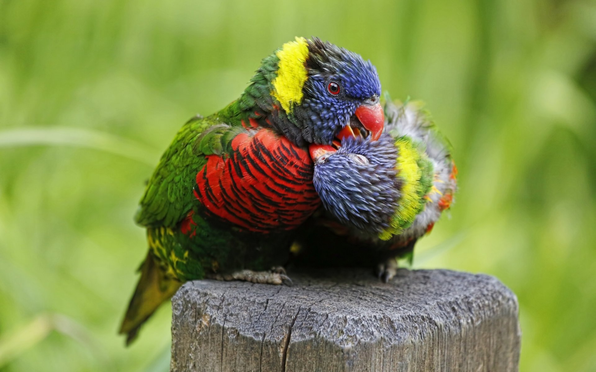 loriquet multicolore perroquets oiseaux couple amour