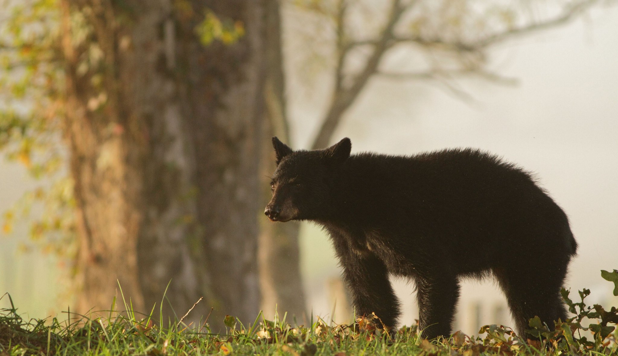 niedźwiedź natura trawa