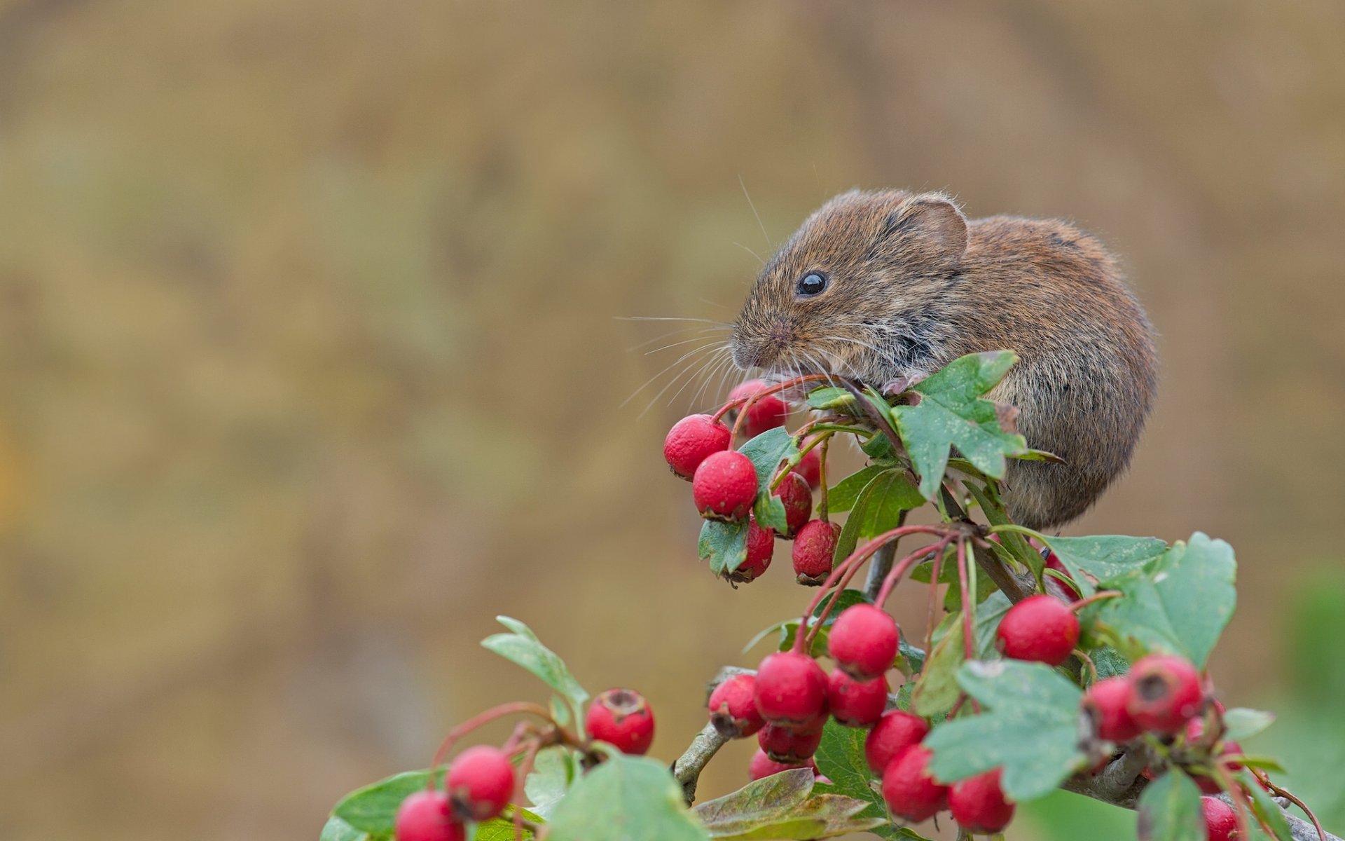 bank vole mouse rodent berries hawthorn branch close up