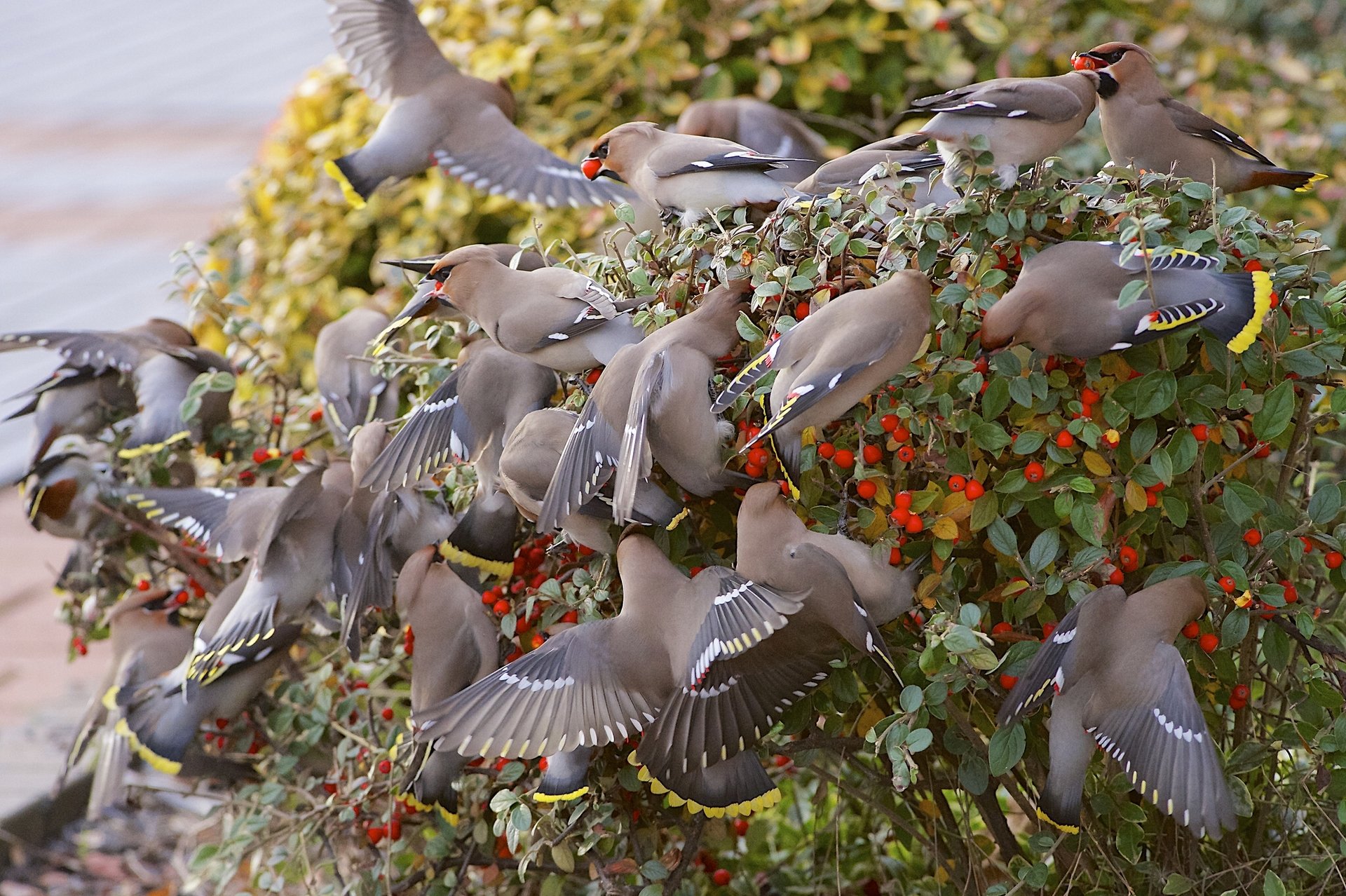 waxwings uccelli gregge bacche cespuglio