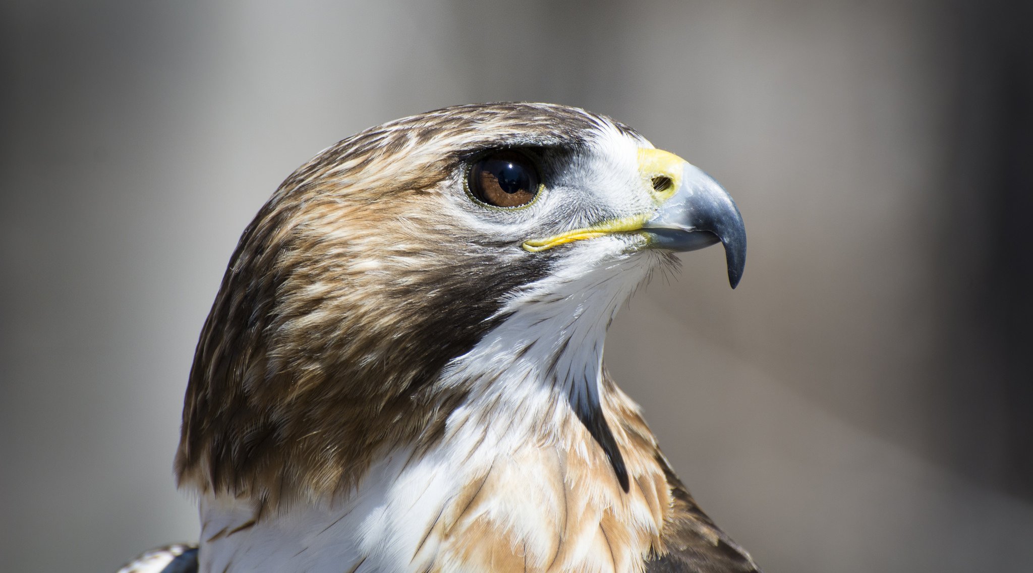 faucon oiseau profil vue