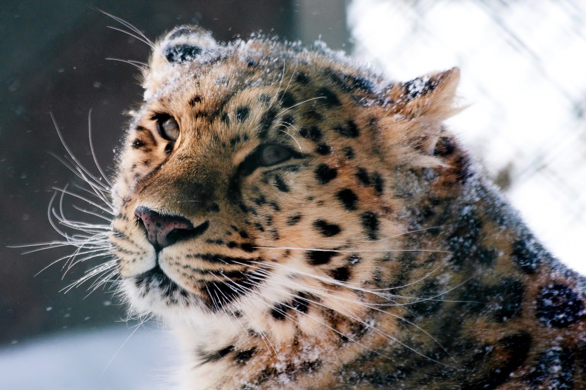 leopardo dell amur gatto selvatico muso animali