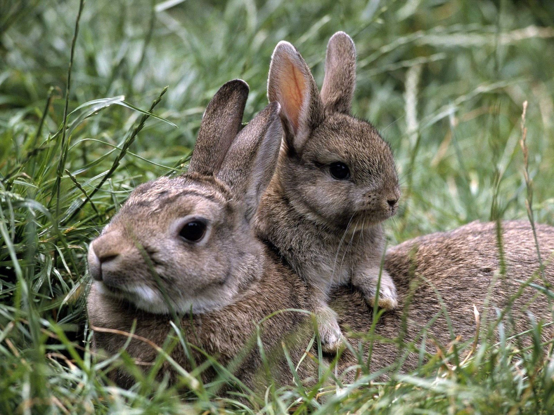 herbe lapins lapin lapin