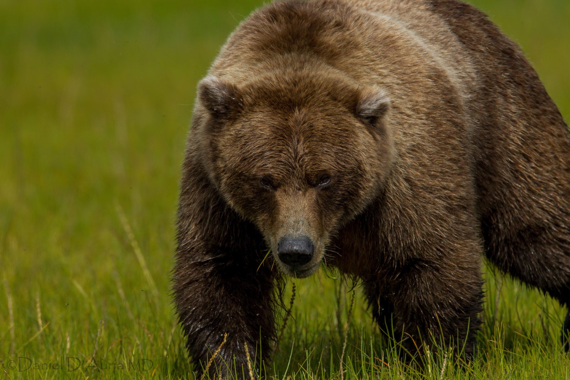 orso toptygin erba