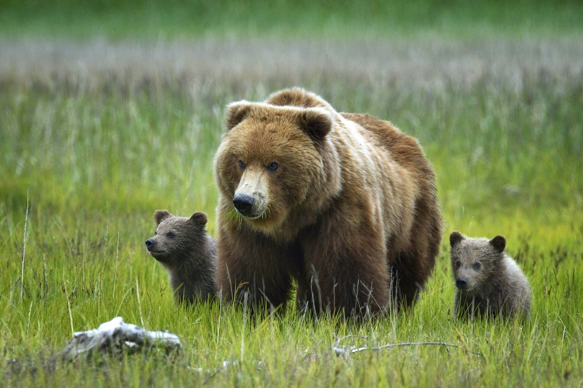 bears grizzly bear bear cubs grass nature alaska