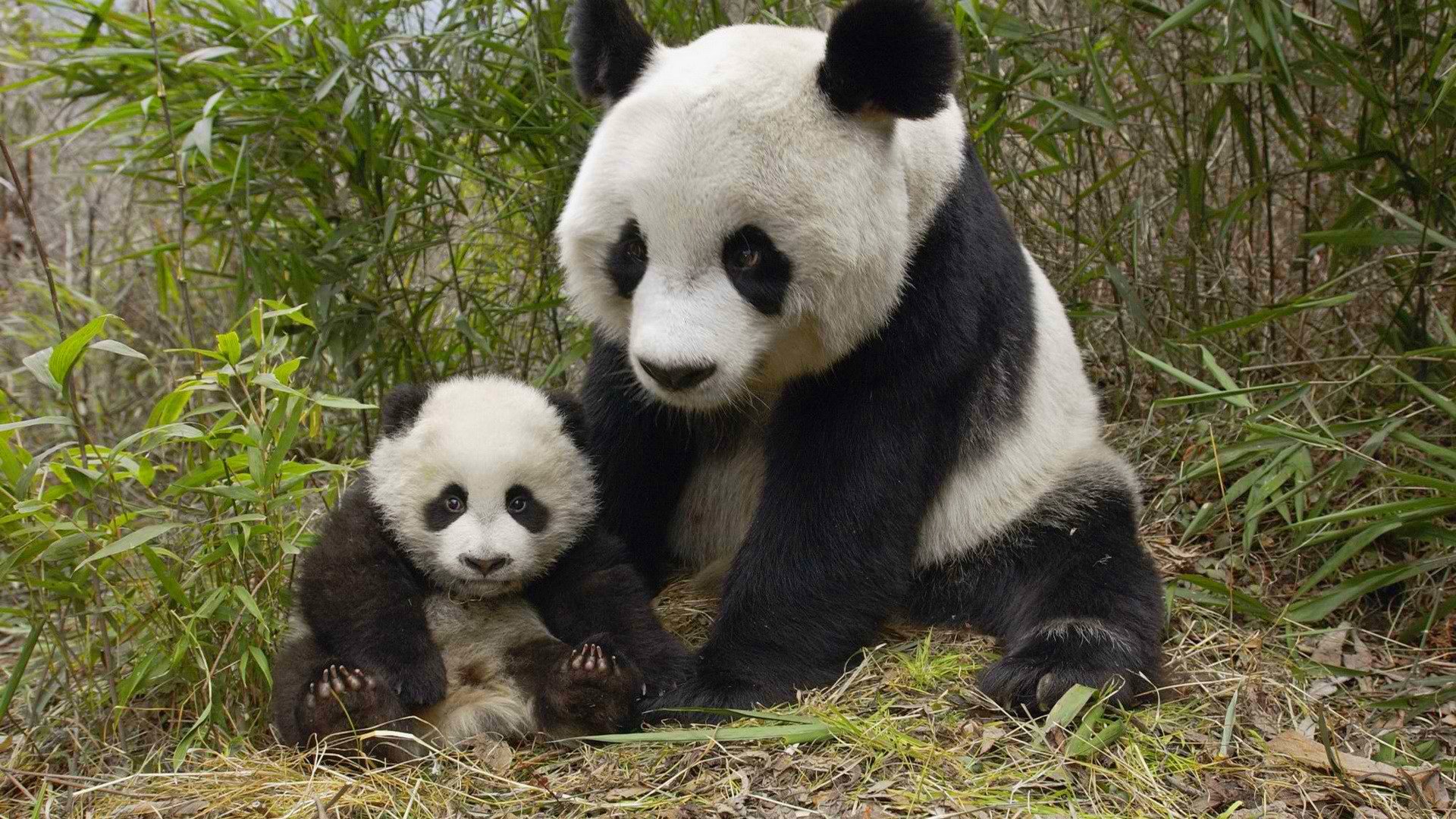 chine panda ours ourse ourson bambou