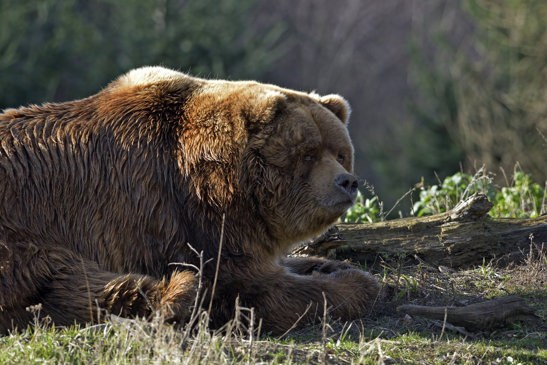 oso oso de peluche descanso hierba tronco