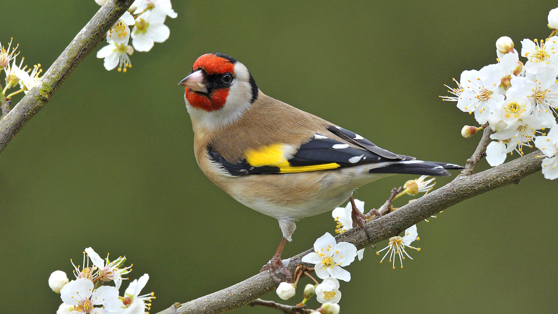 ptak gałąź kwiaty wiosna natura