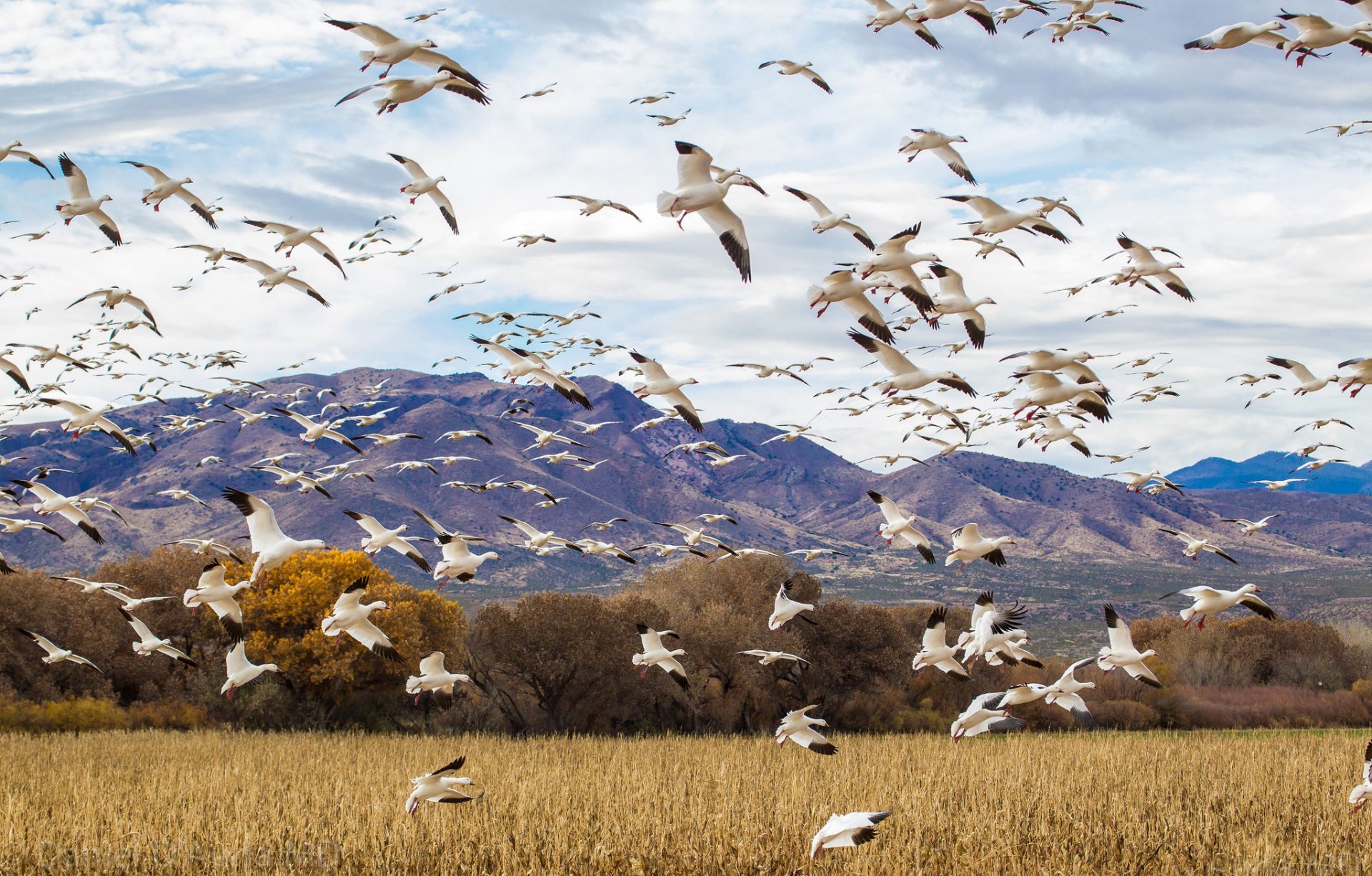 uccelli gregge oca anatra natura campo cielo