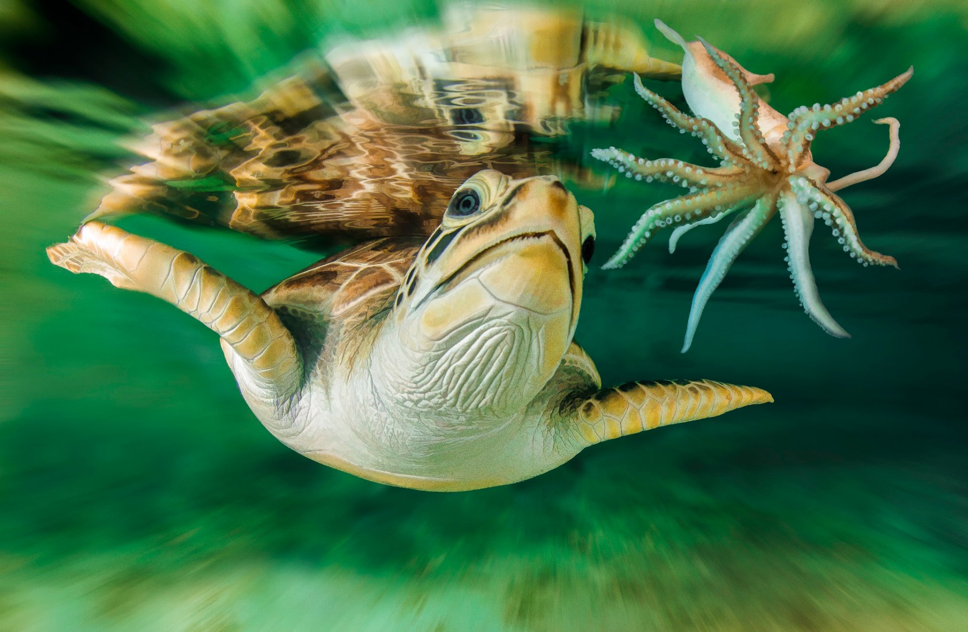 schildkröte australien unterwasserwelt